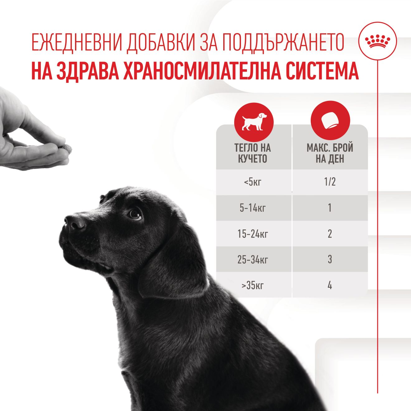 IMMUNITY & DIGESTION CHEWS