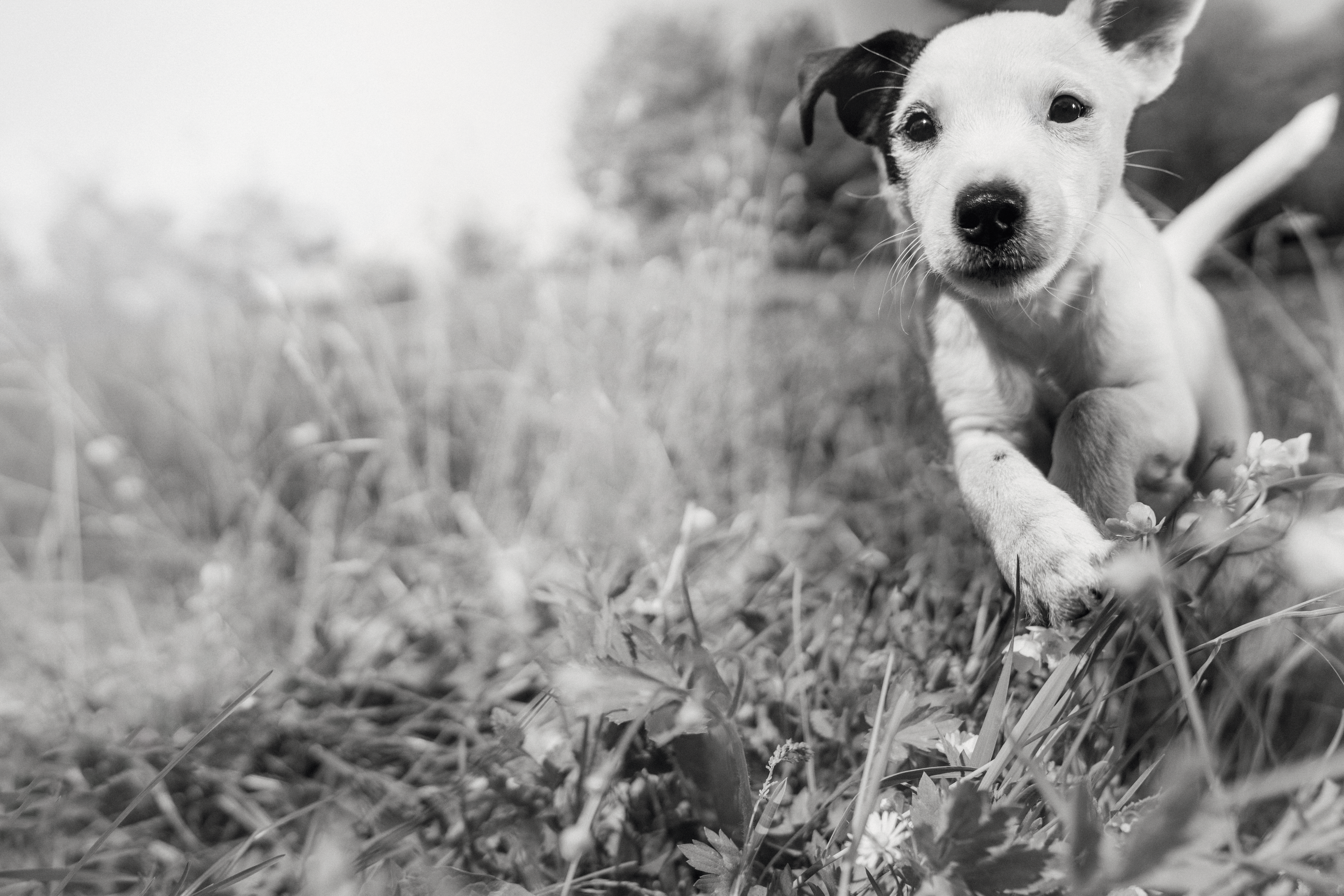 Flair exceptionnel d'un labrador en noir et blanc