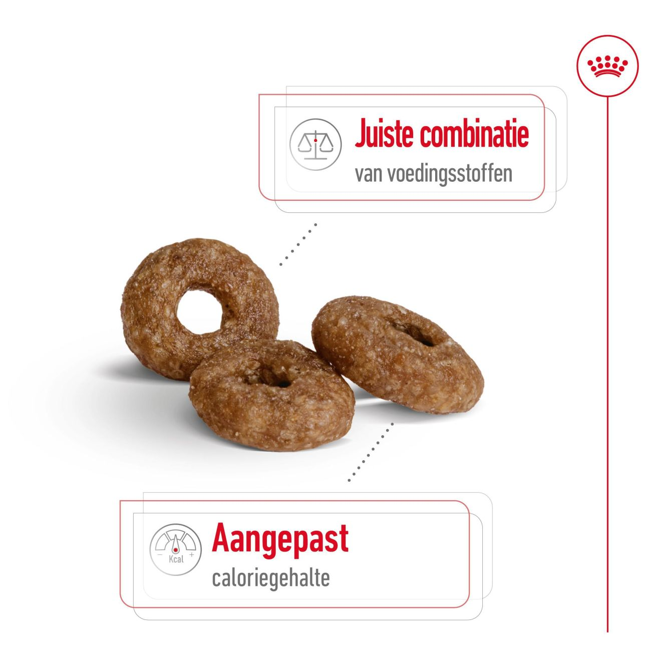 Hondenvoer - Mini Ageing 12+ | Royal Canin NL
