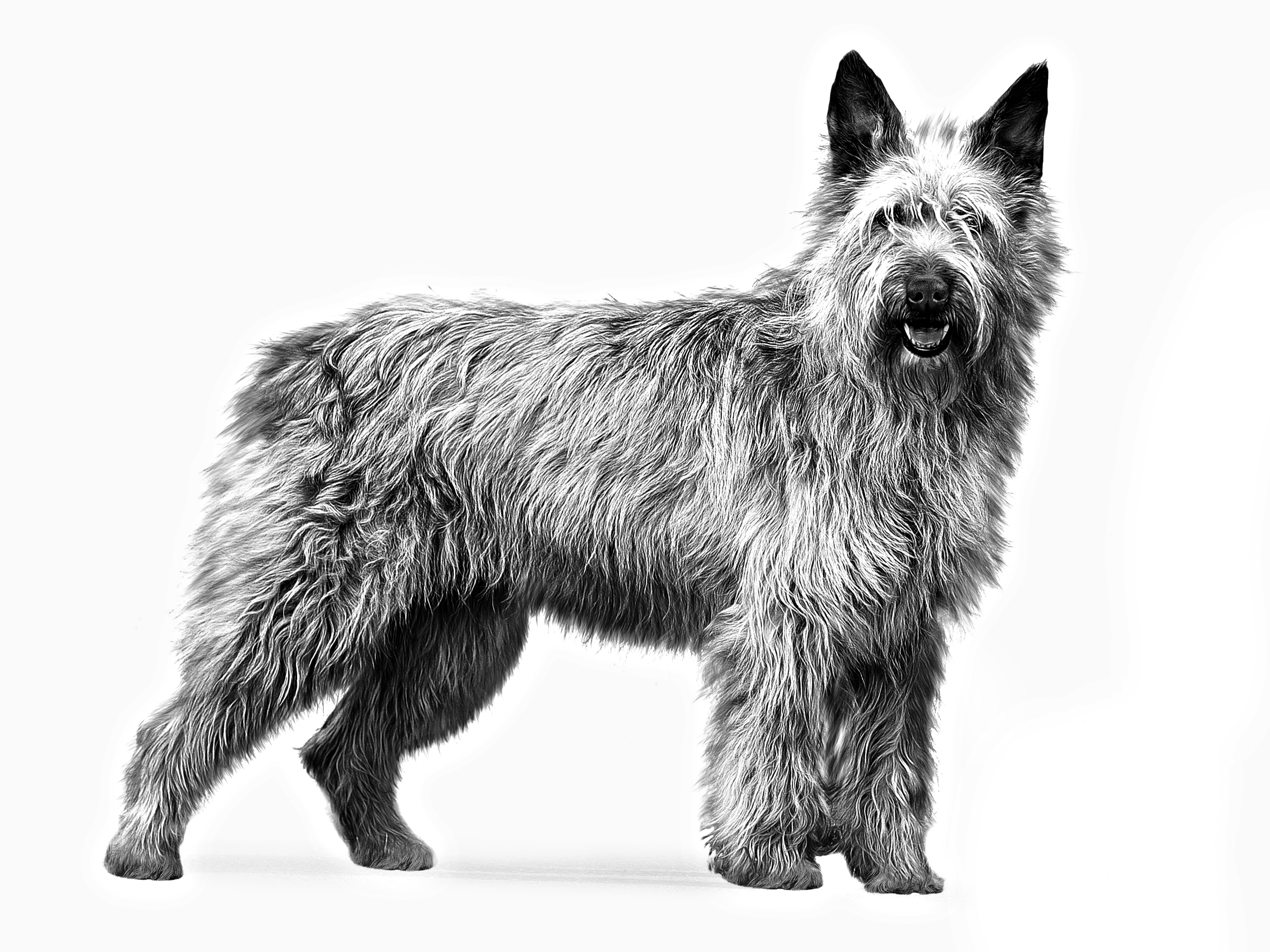 Bouvier Des Ardennes | Royal Canin UK