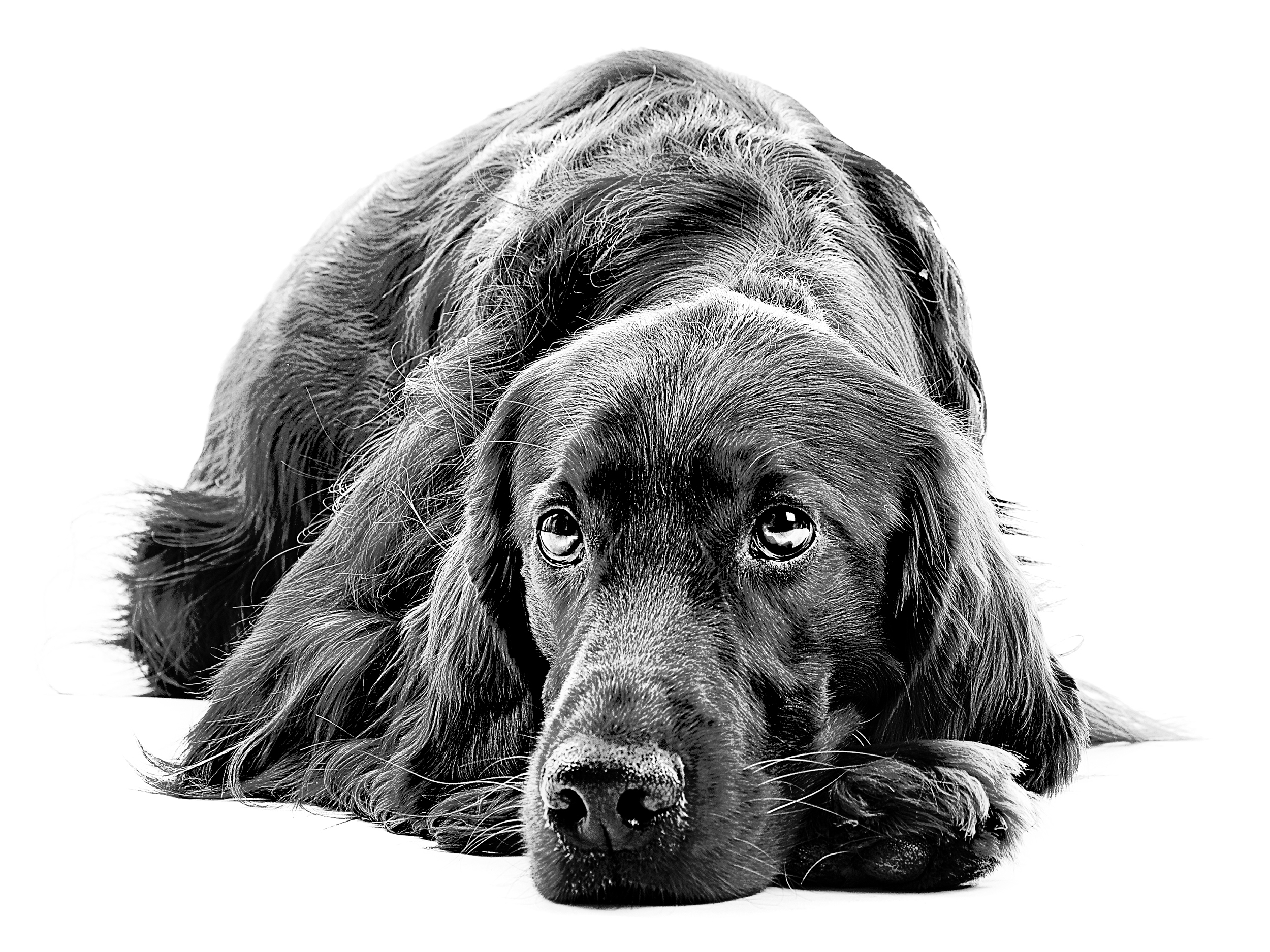 Irish Setter adult in black and white