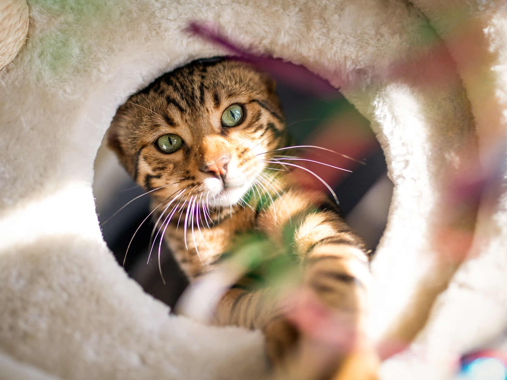 Gatto adulto che gioca in un albero tiragraffi