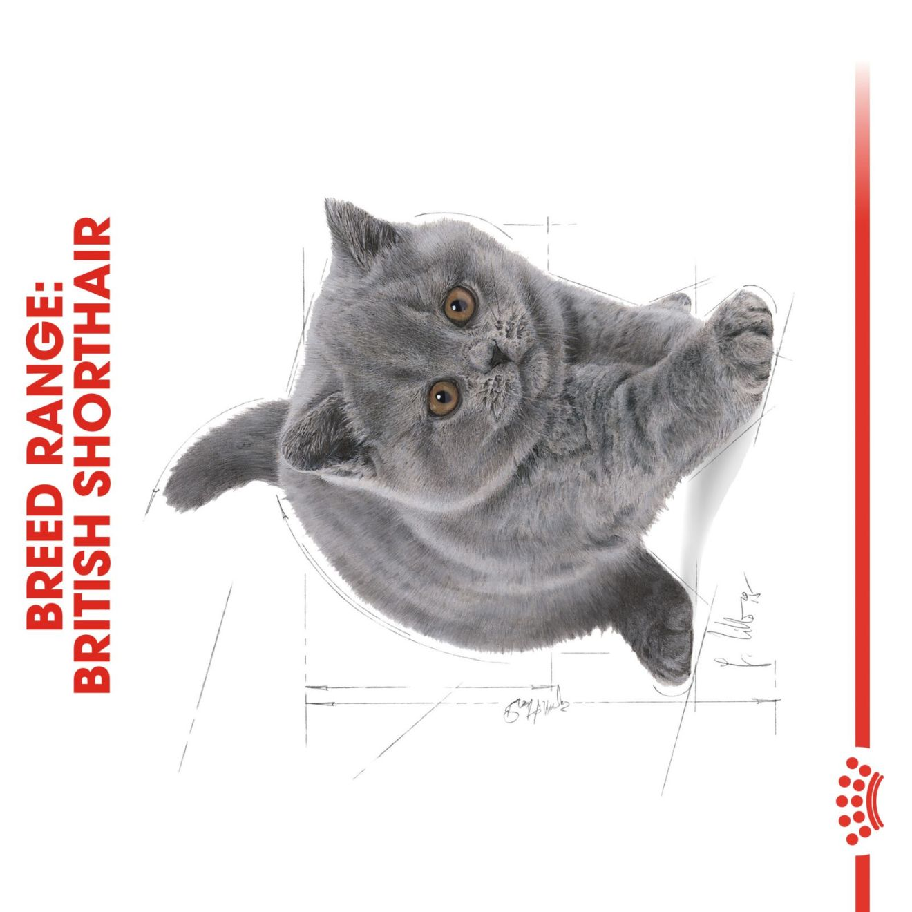 rijkdom Bestaan ozon British Shorthair Kitten | Royal Canin Netherlands