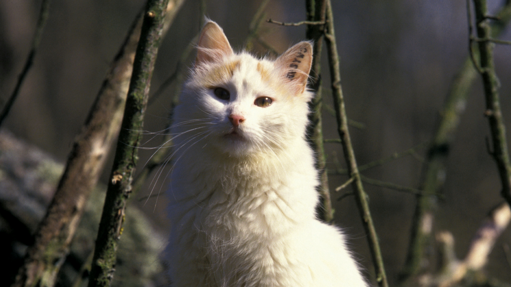 Close-up of white Turkish Van in front of branches