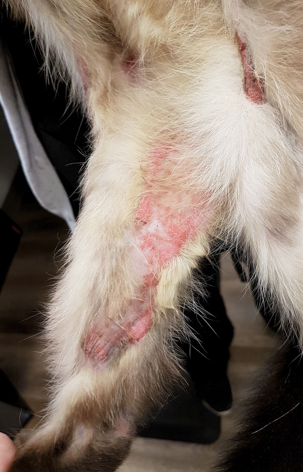 Eosinophilic plaques in a cat, another common presentation of lesions associated with the eosinophilic granuloma complex
