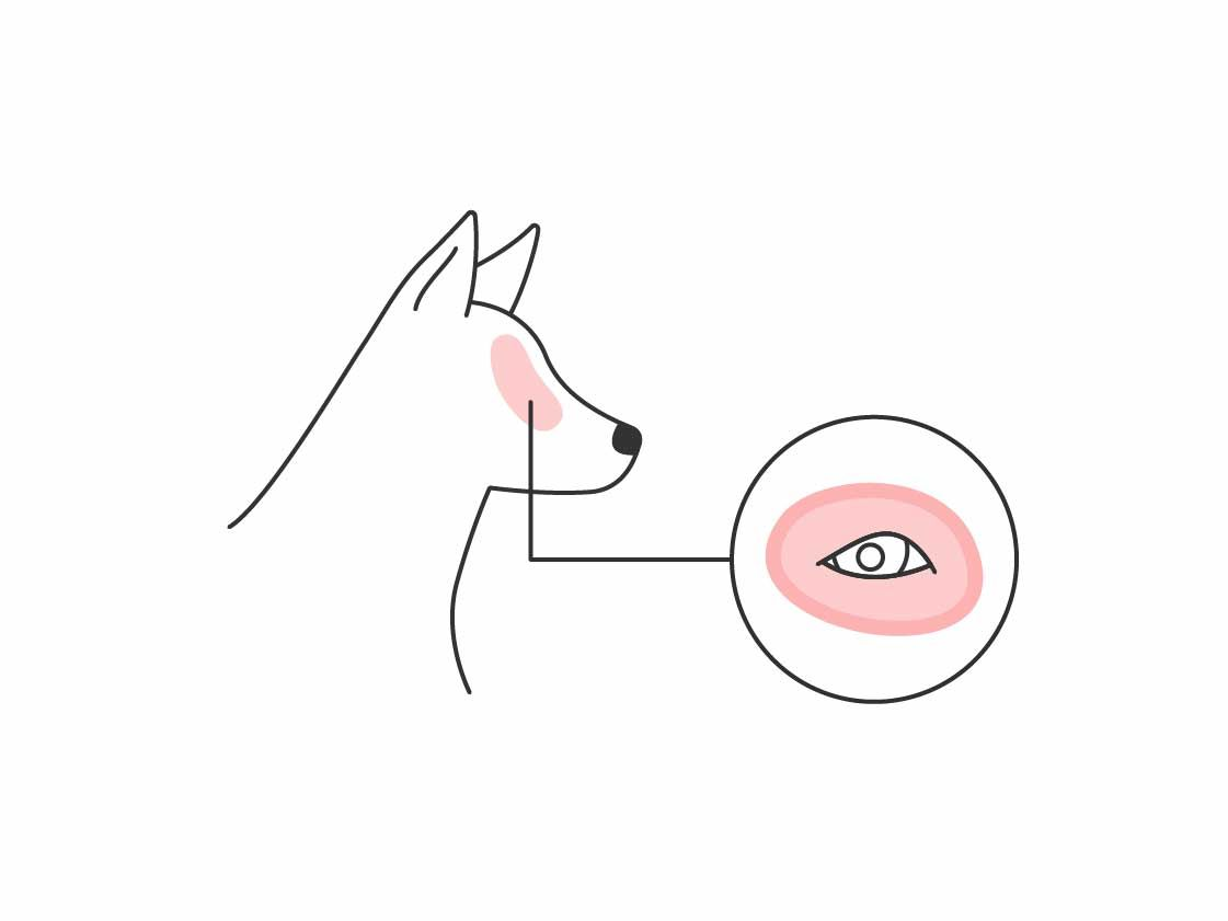 Illustration of a dog and a close up of their eye