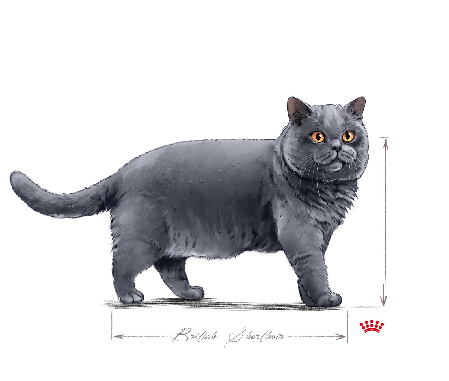 British Shorthair adulto en blanco y negro