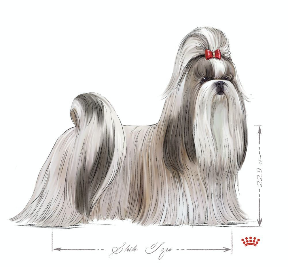 Adulte shih tzu en noir et blanc