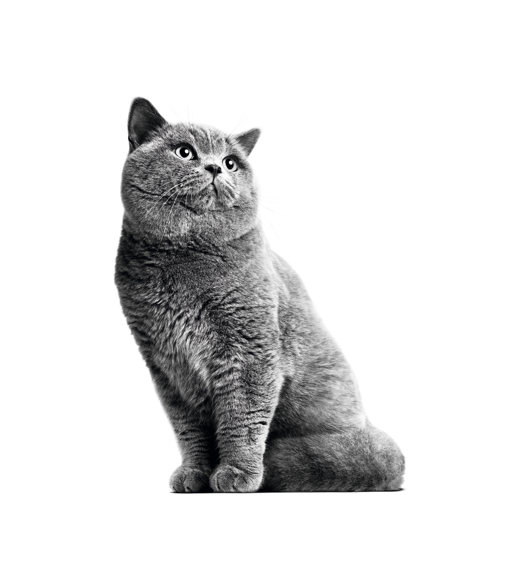 Kucing British Shorthair dewasa duduk dalam warna hitam putih pada latar belakang putih