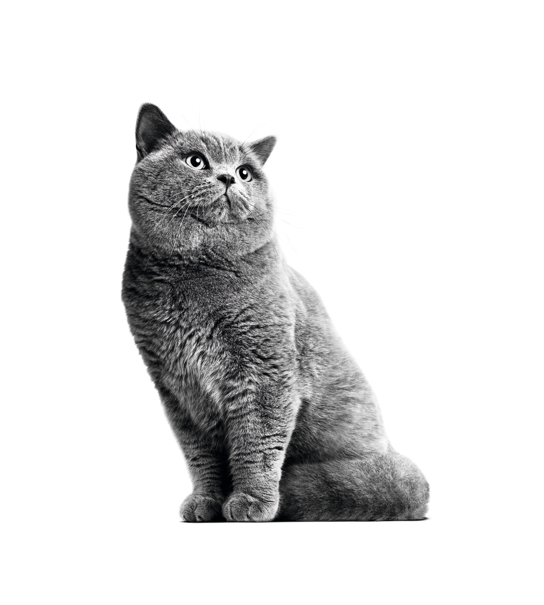 British shorthair adulte en position assise en noir et blanc sur fond blanc