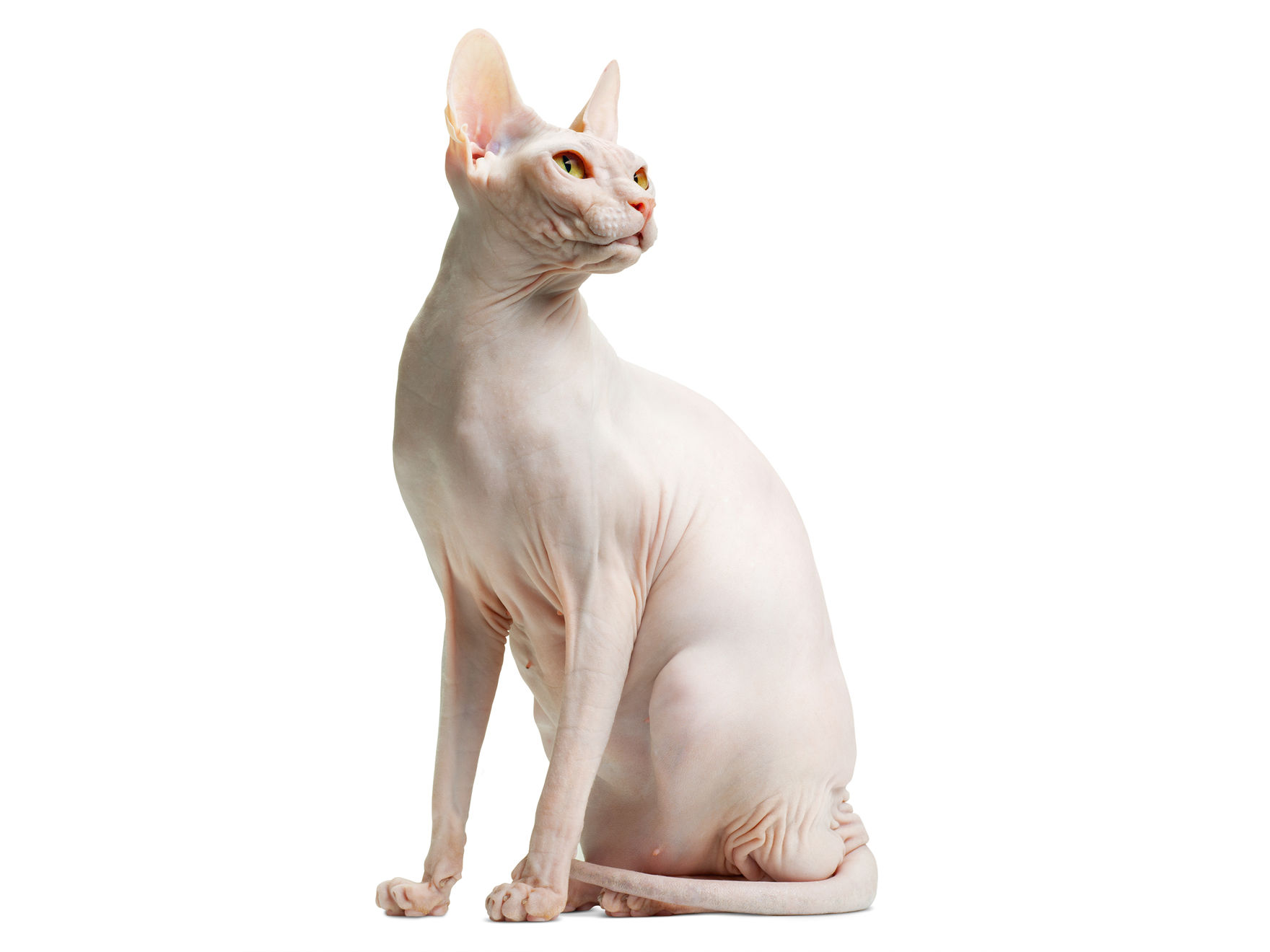 Sphynx adult black and white