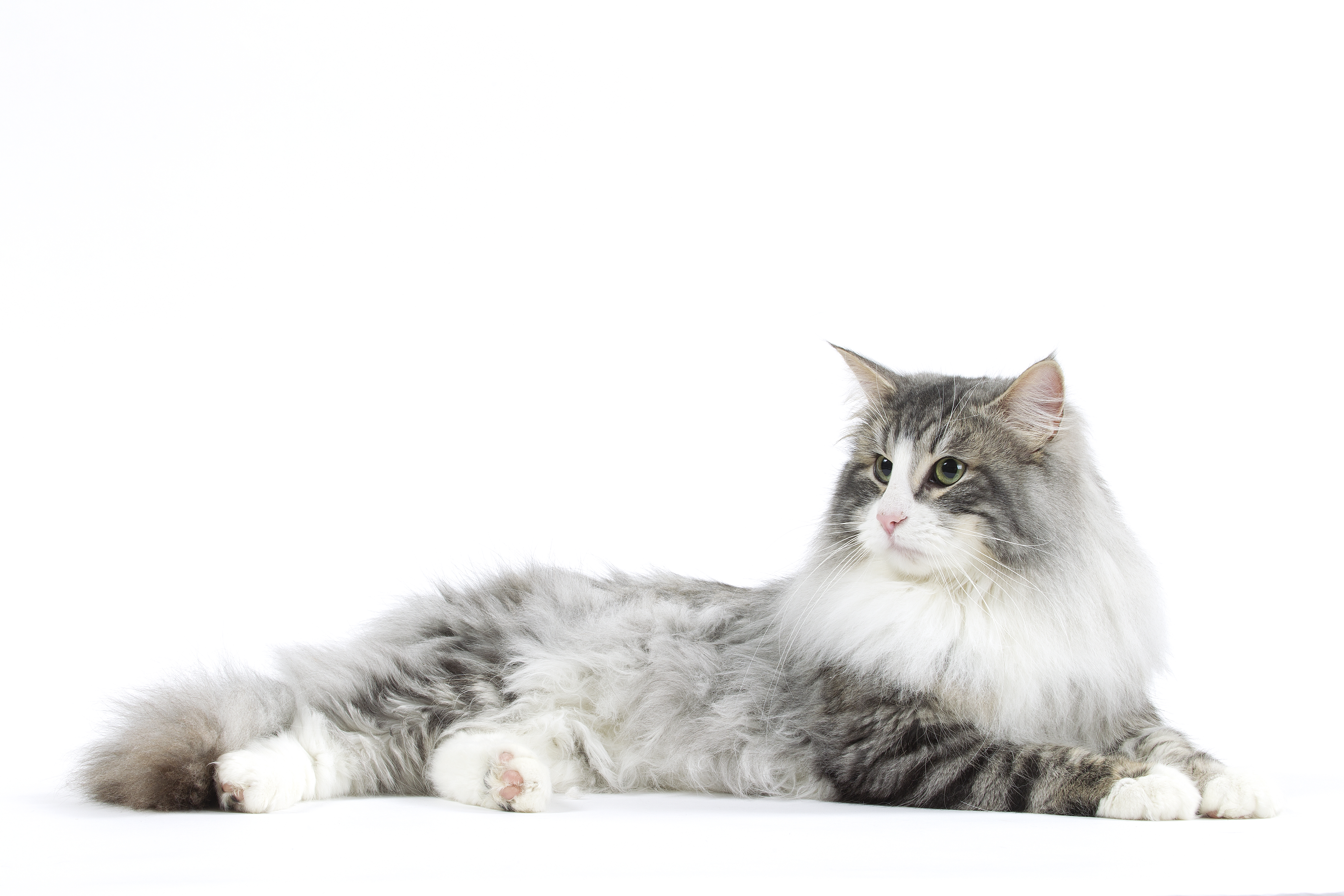 norwegian forest cat