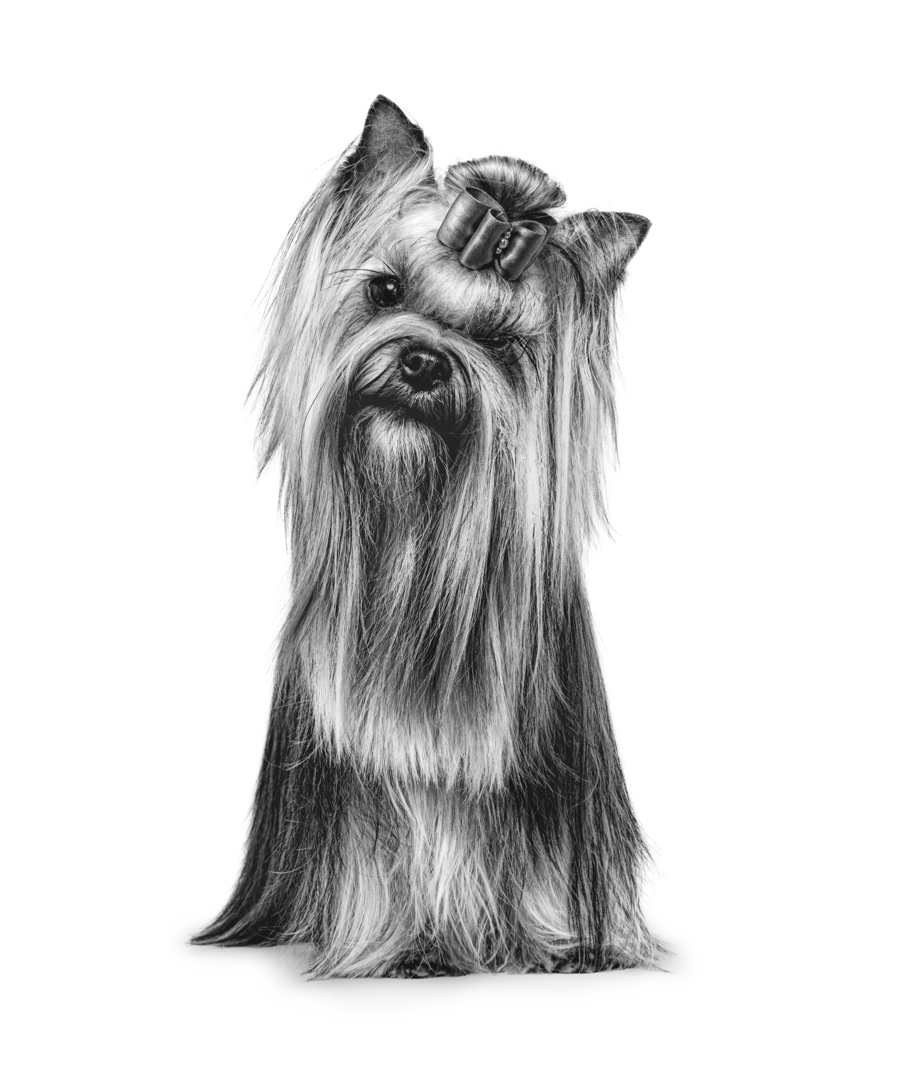 Yorkshire Terrier adulto de pie en blanco y negro sobre un fondo blanco