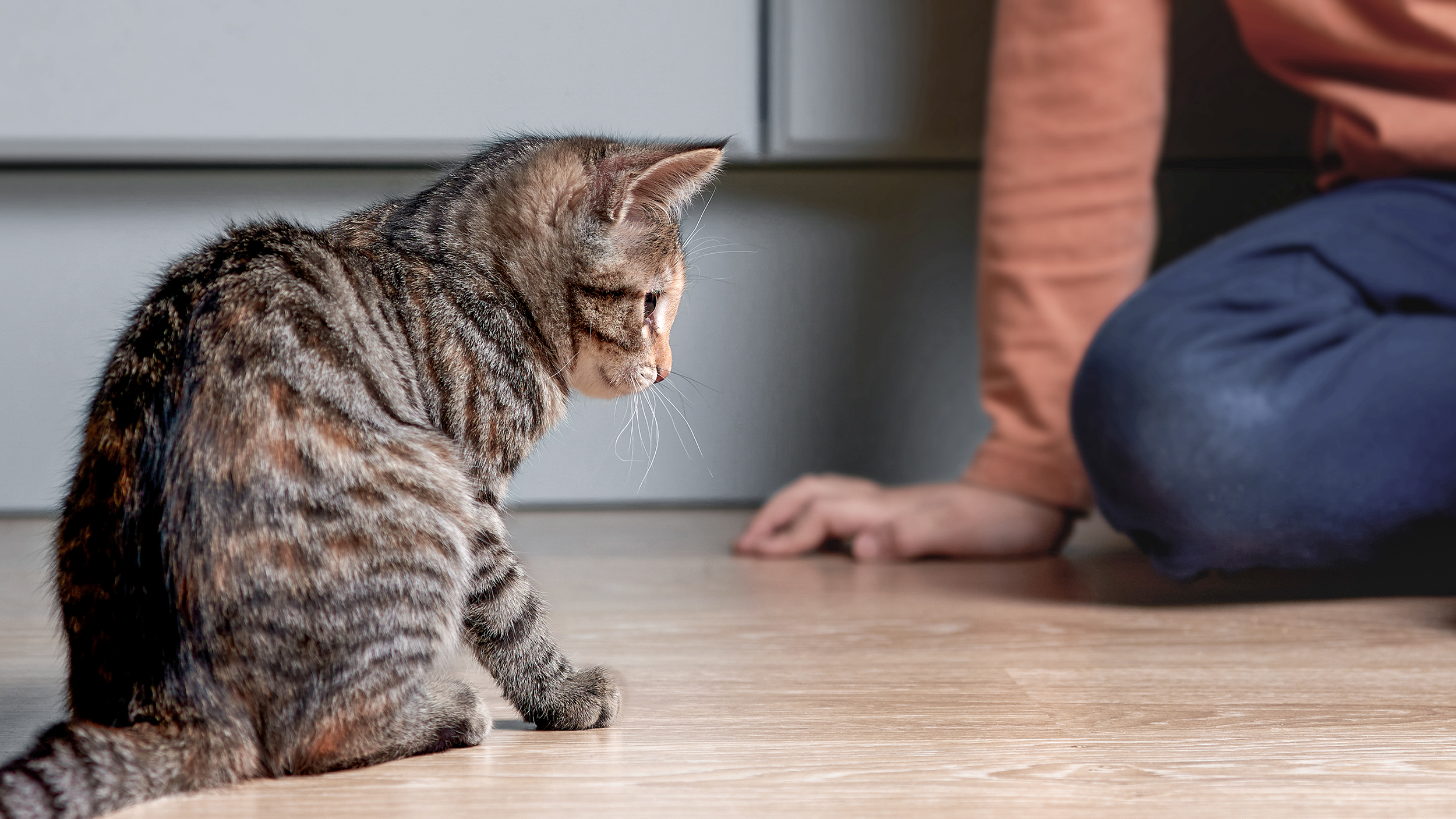 Gatito sentado en el piso de una cocina y un niño sentado en el fondo.