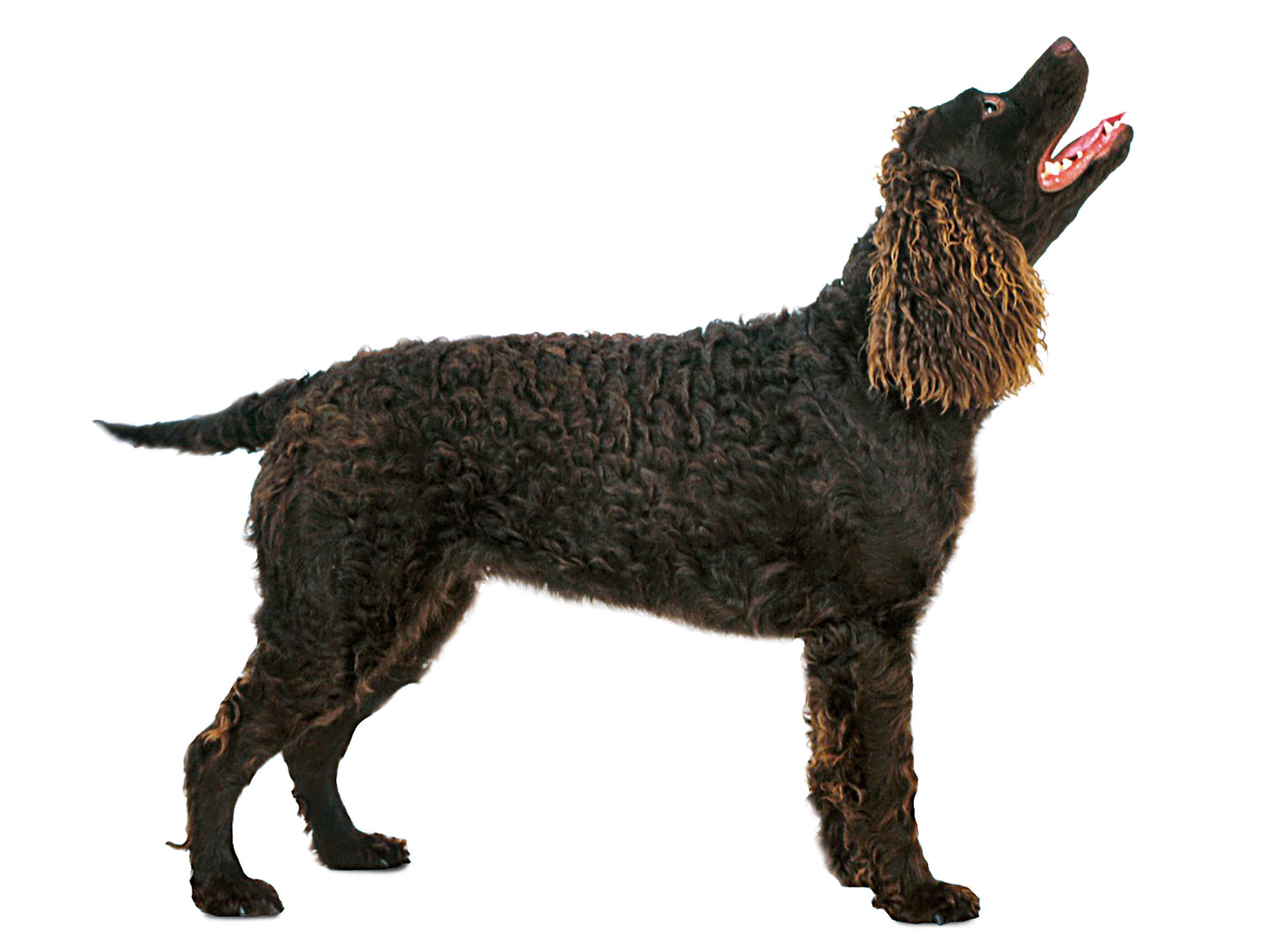 American Water Spaniel black and white