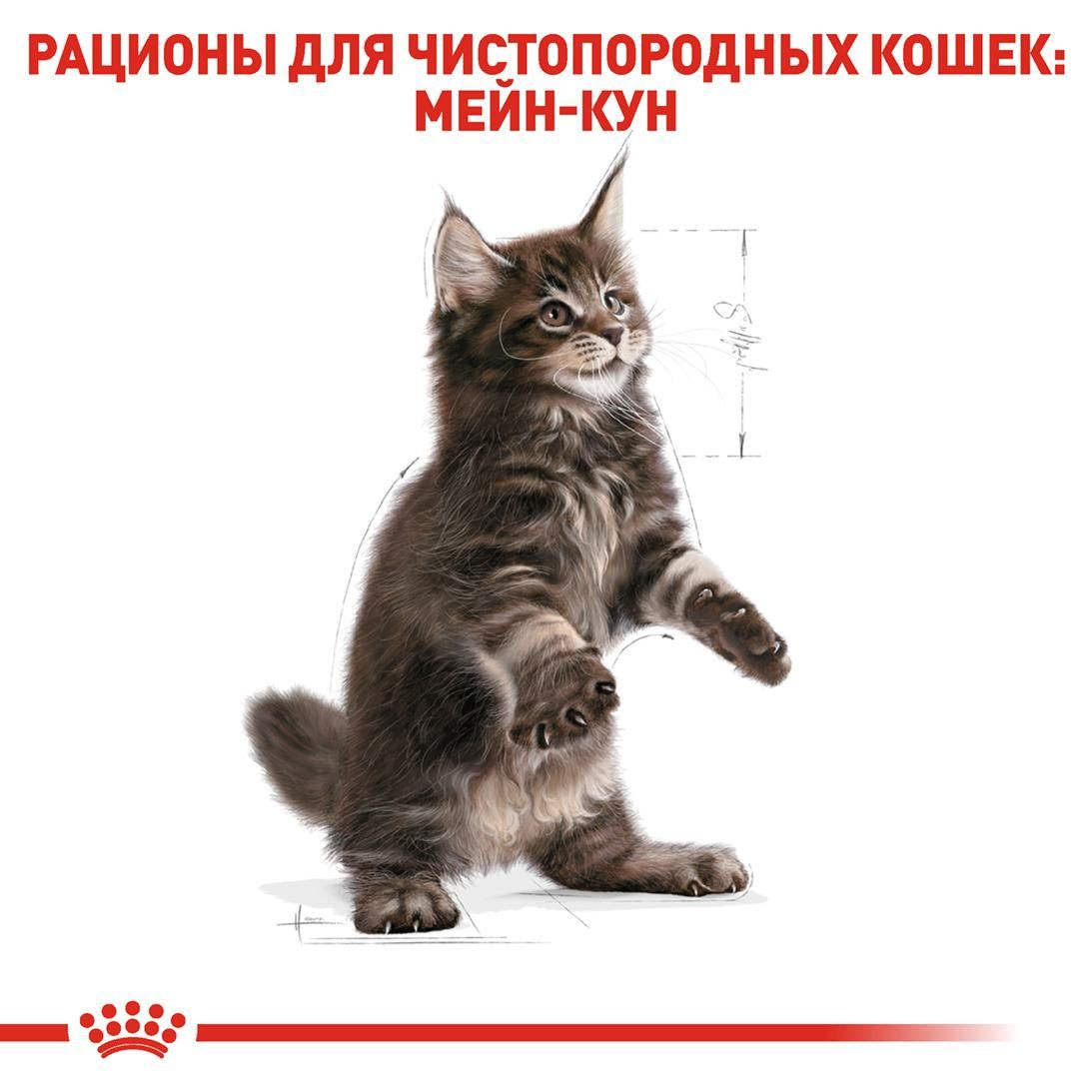 Maine Coon Kitten