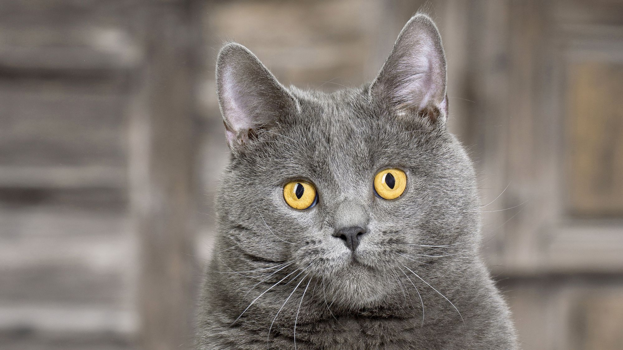 Foto frontal de un gato Chartreux