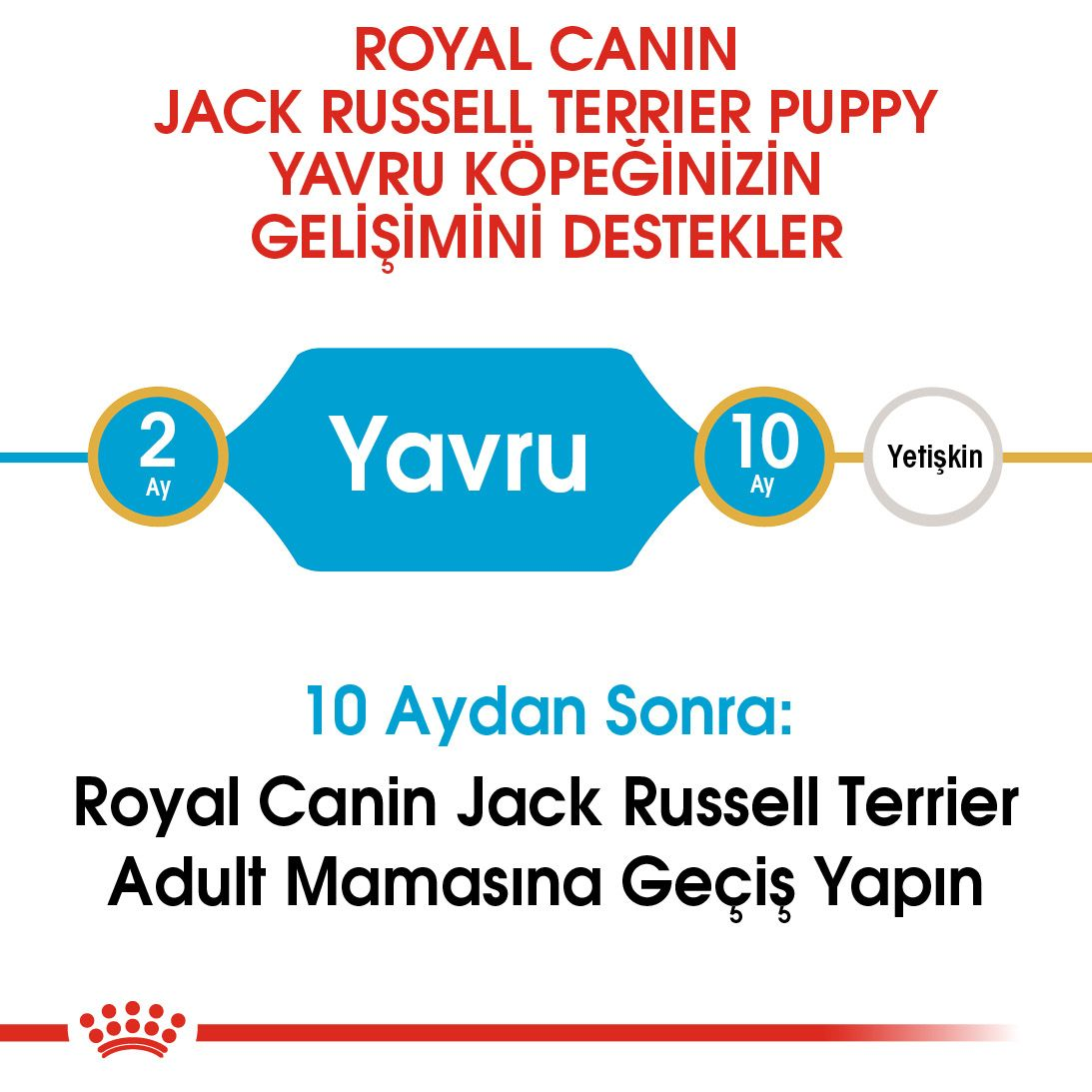 Royal canin jack hot sale russell terrier puppy