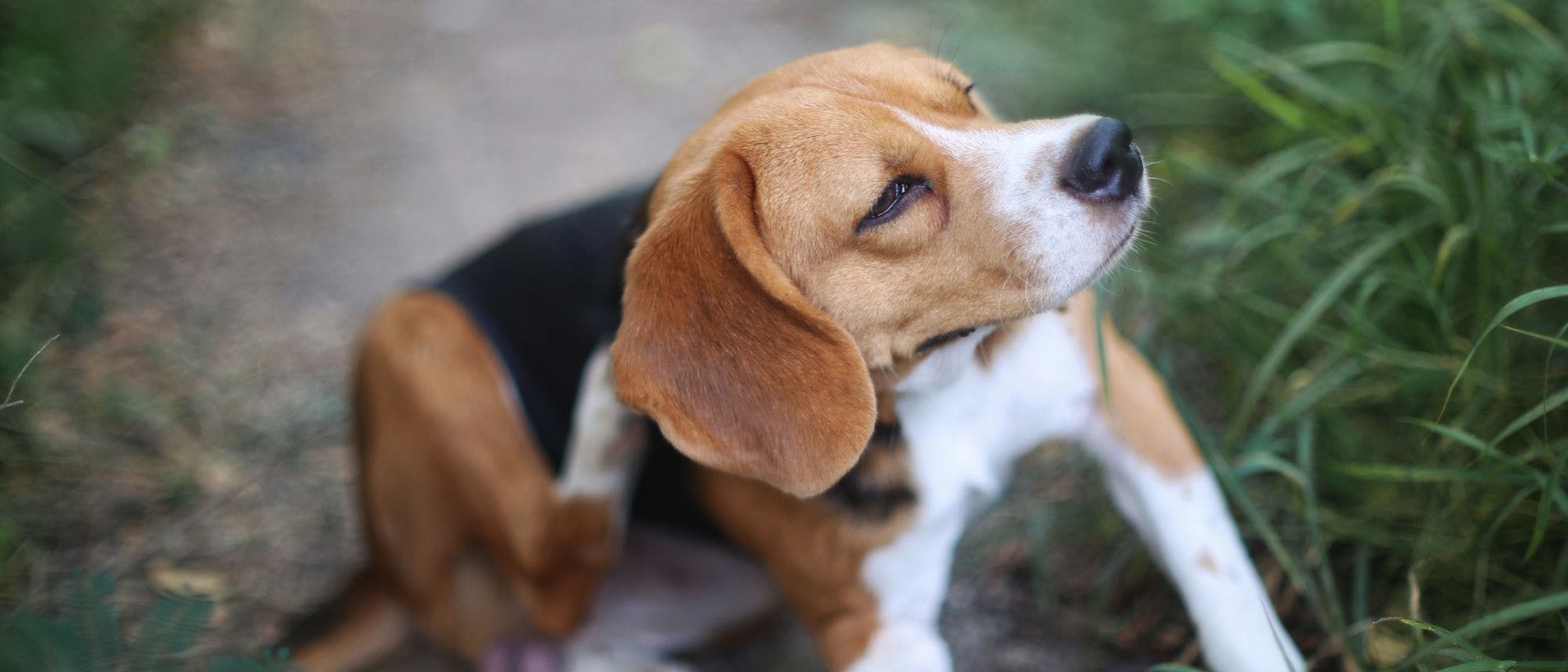 Top 10 how to treat ear edge dermatitis in dogs You Need To Know