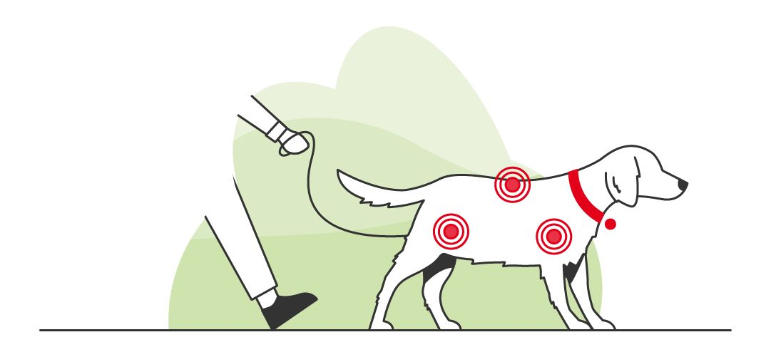 Ilustração de tutor caminhando com um cão em um fundo verde