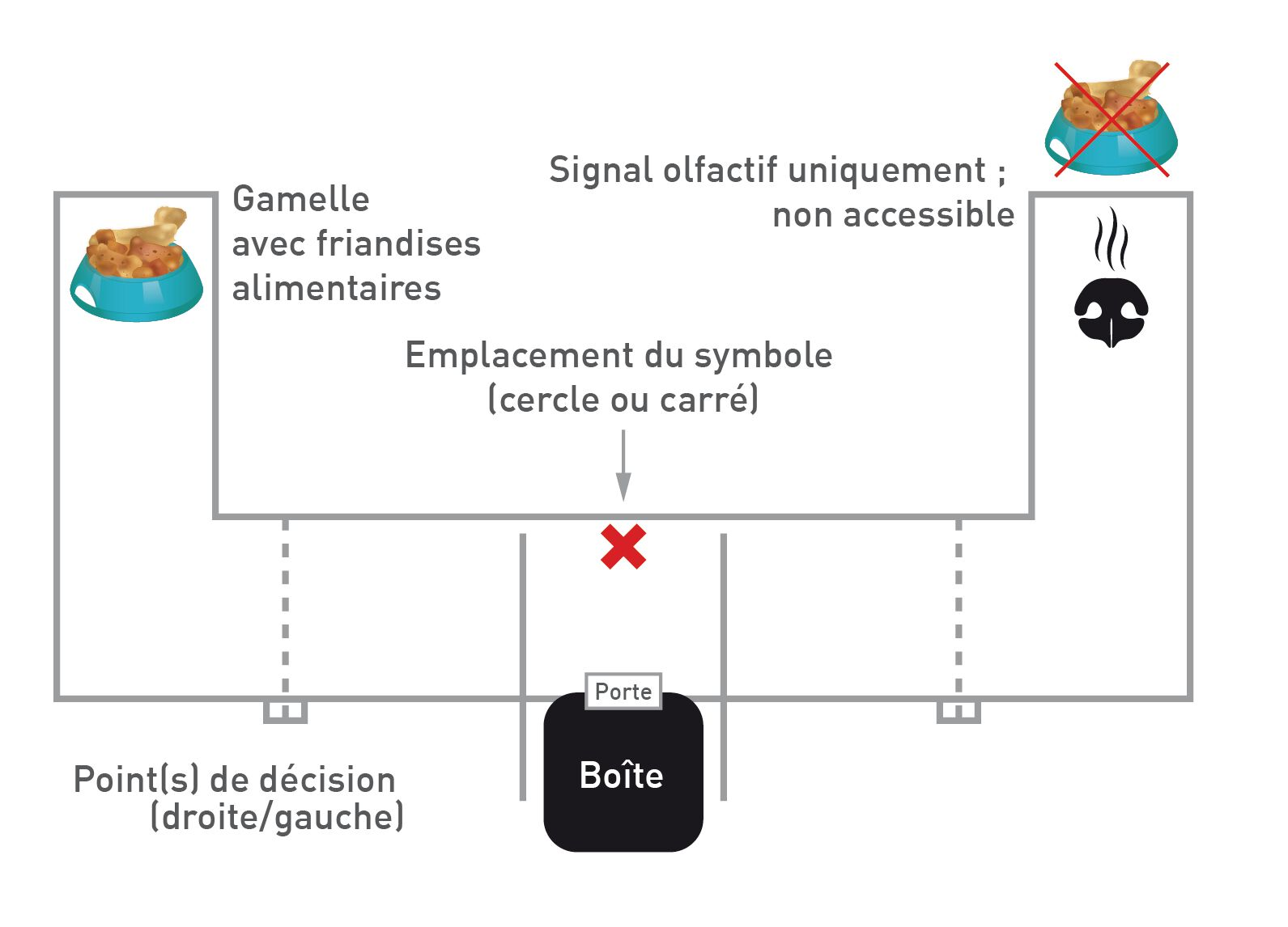 Le labyrinthe en T utilisé dans l’étude 2