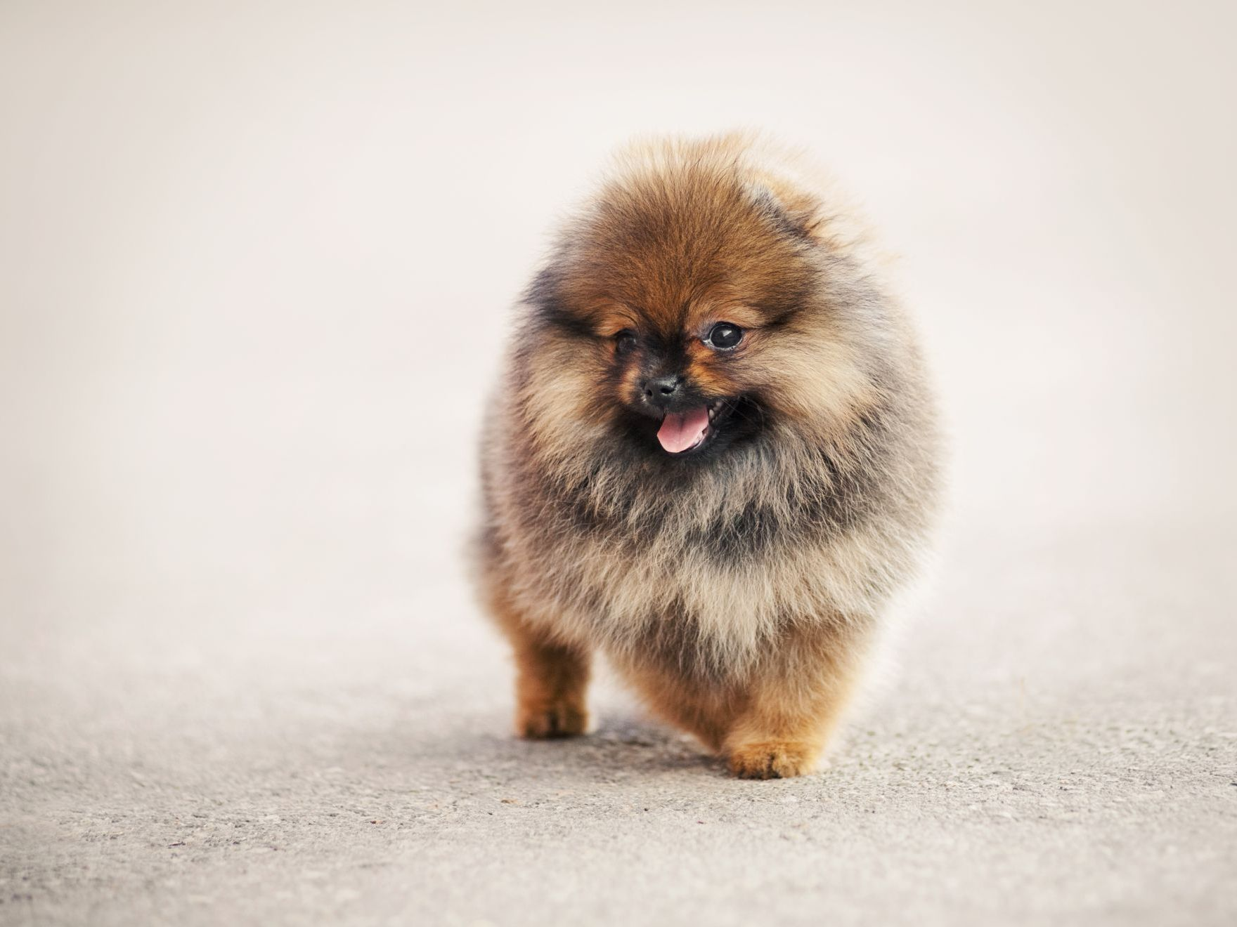 Portrait d'un chiot loulou de Poméranie sur fond beige