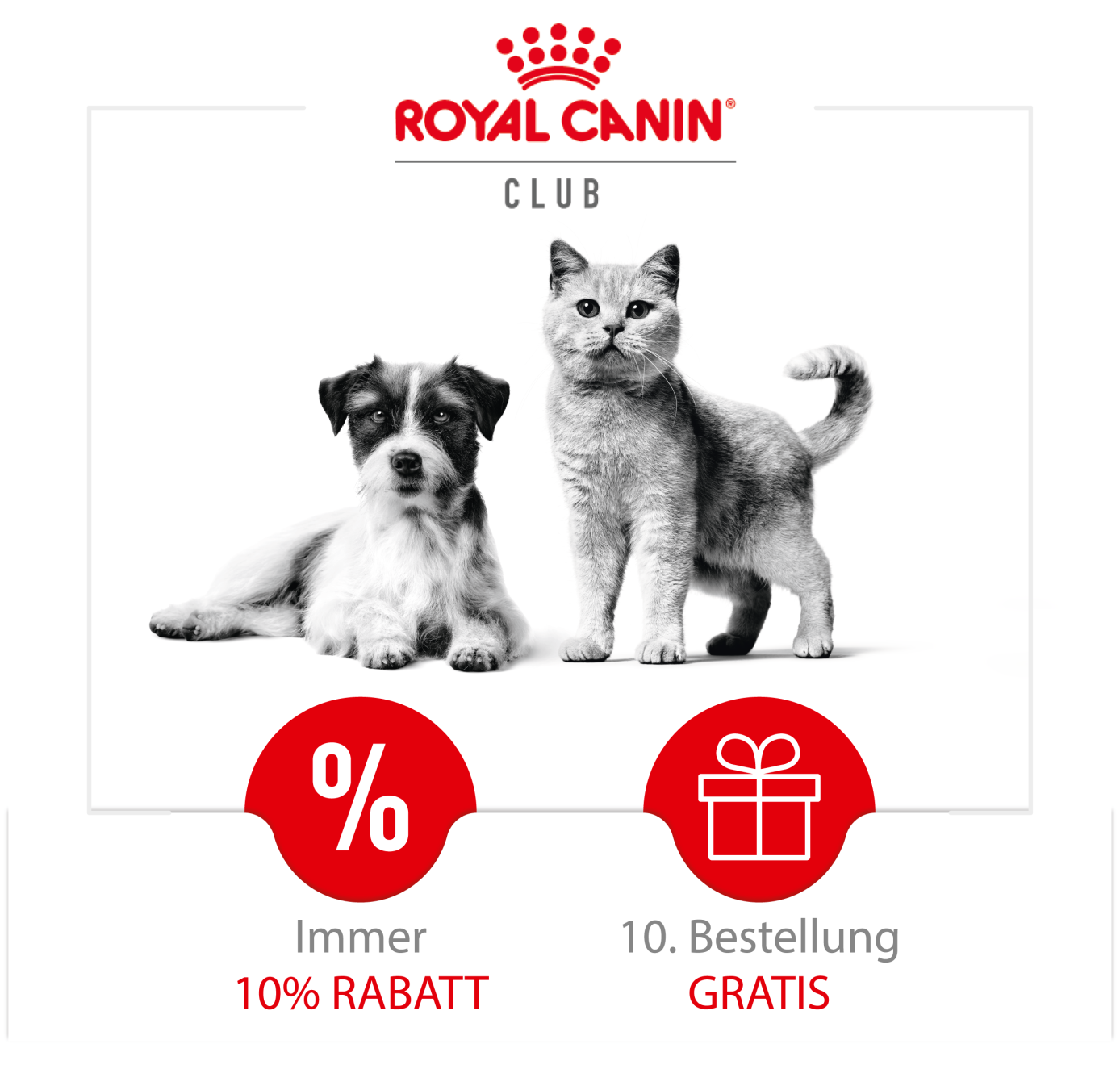 Zwei Pomeranian Hunde in schwarz weiß im roten Royal Canin Körbchen