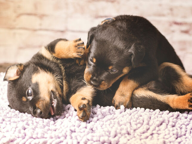 Due teneri cuccioli di Rottweiler che giocano