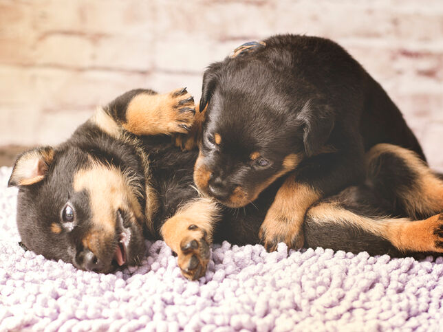 Dua anak anjing rottweiler yang lucu sedang bercanda