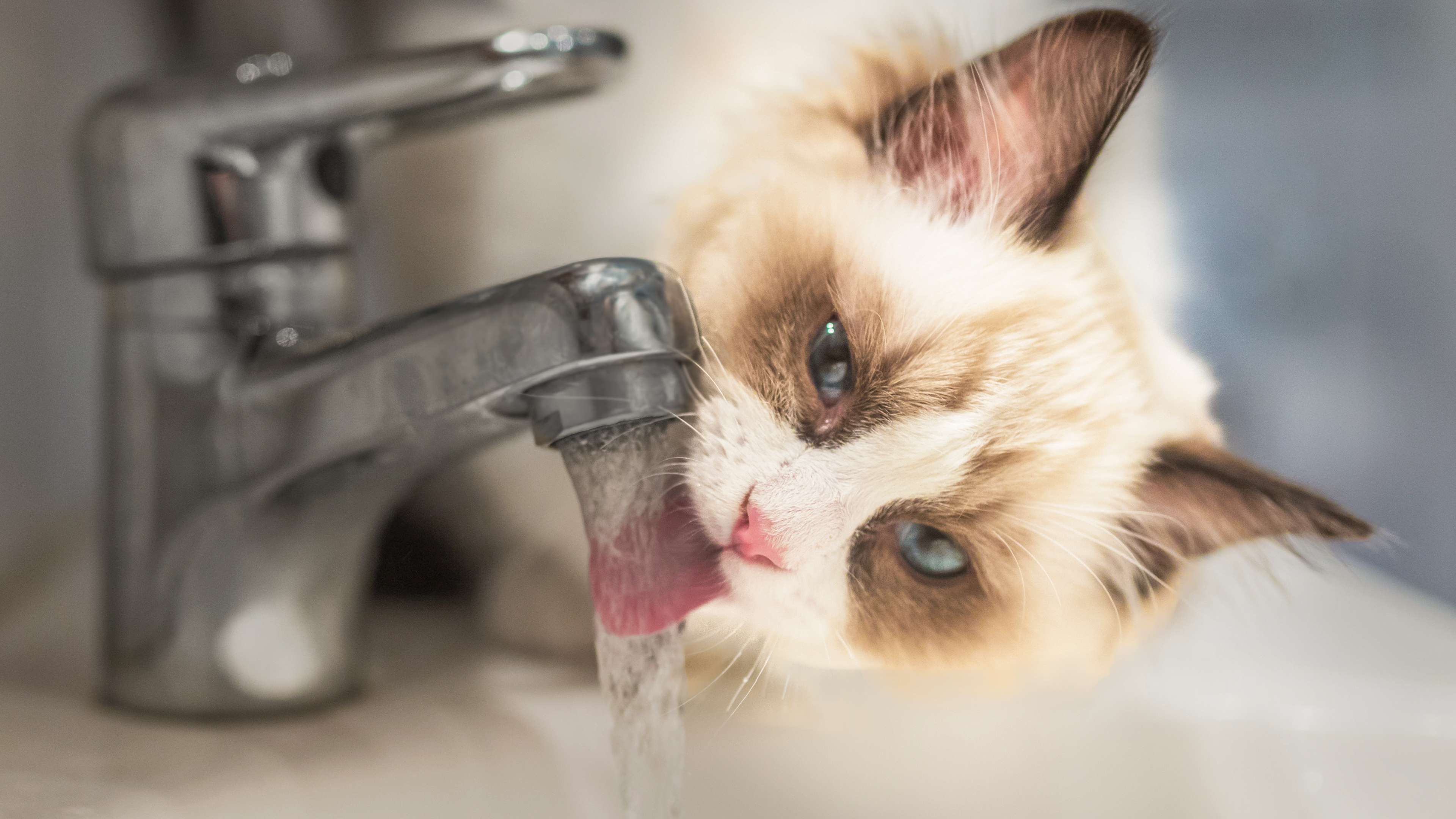 Sacred Birman kitten standing on a sink drinking from a tap