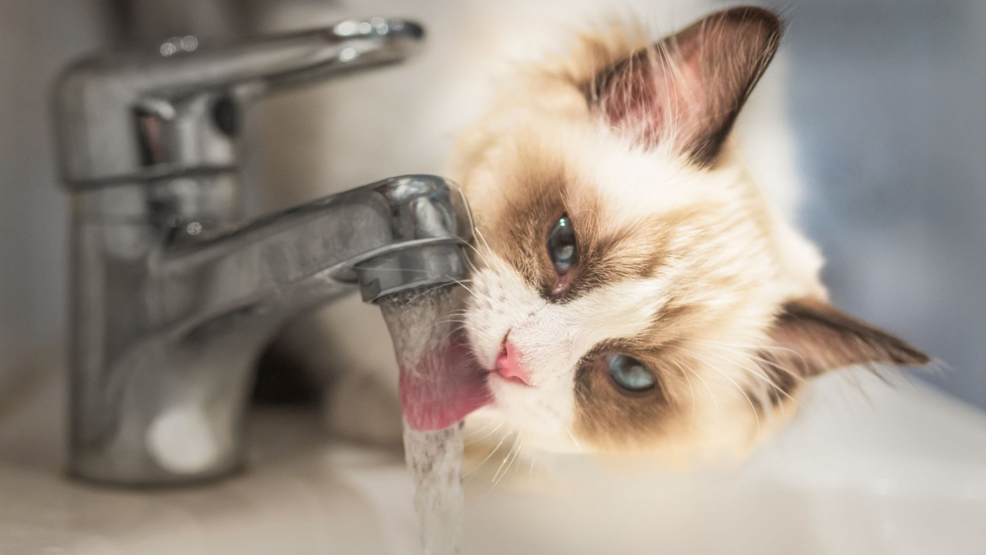 Heilige Birma Katze trinkt aus Wasserhahn