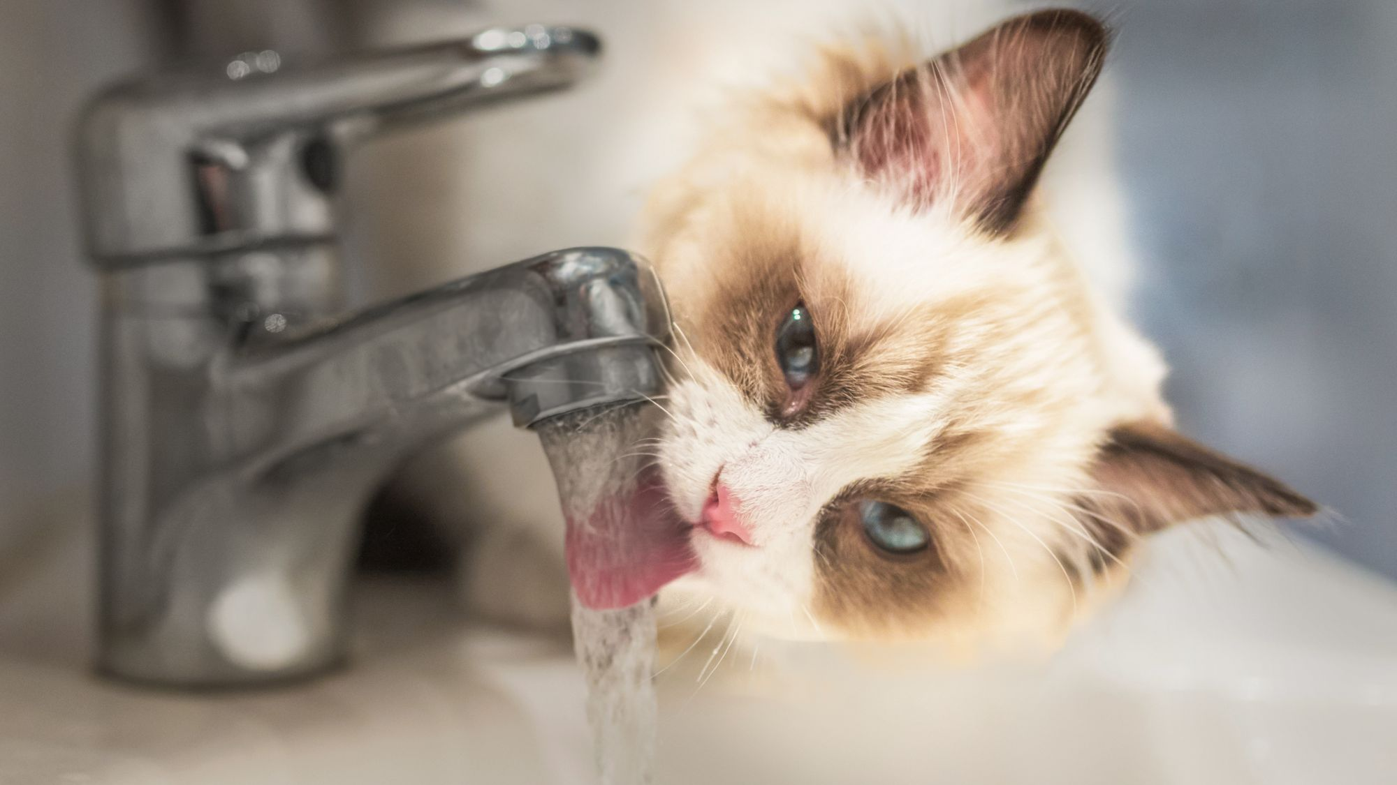 Sacred Birman kitten standing on a sink drinking from a tap