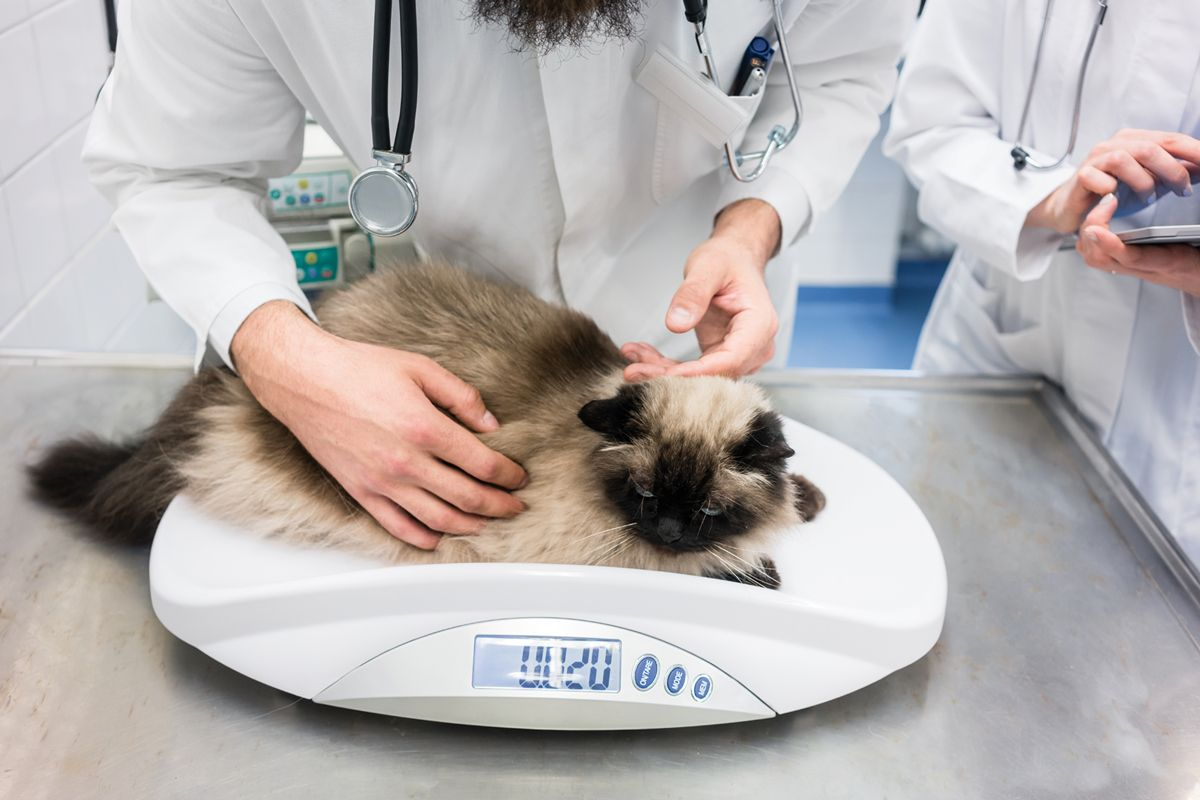 All diabetic cats should be subject to regular weight checks, and the diet adjusted if necessary.