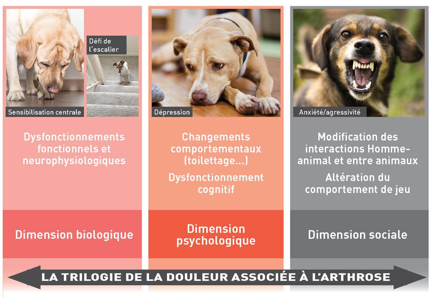 Infographie sur trois dimensions de la douleur dans l’arthrose