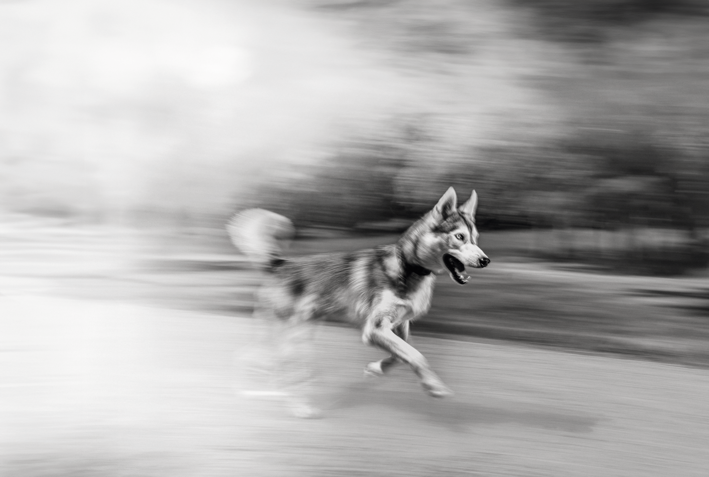 Un husky courant dans un parc