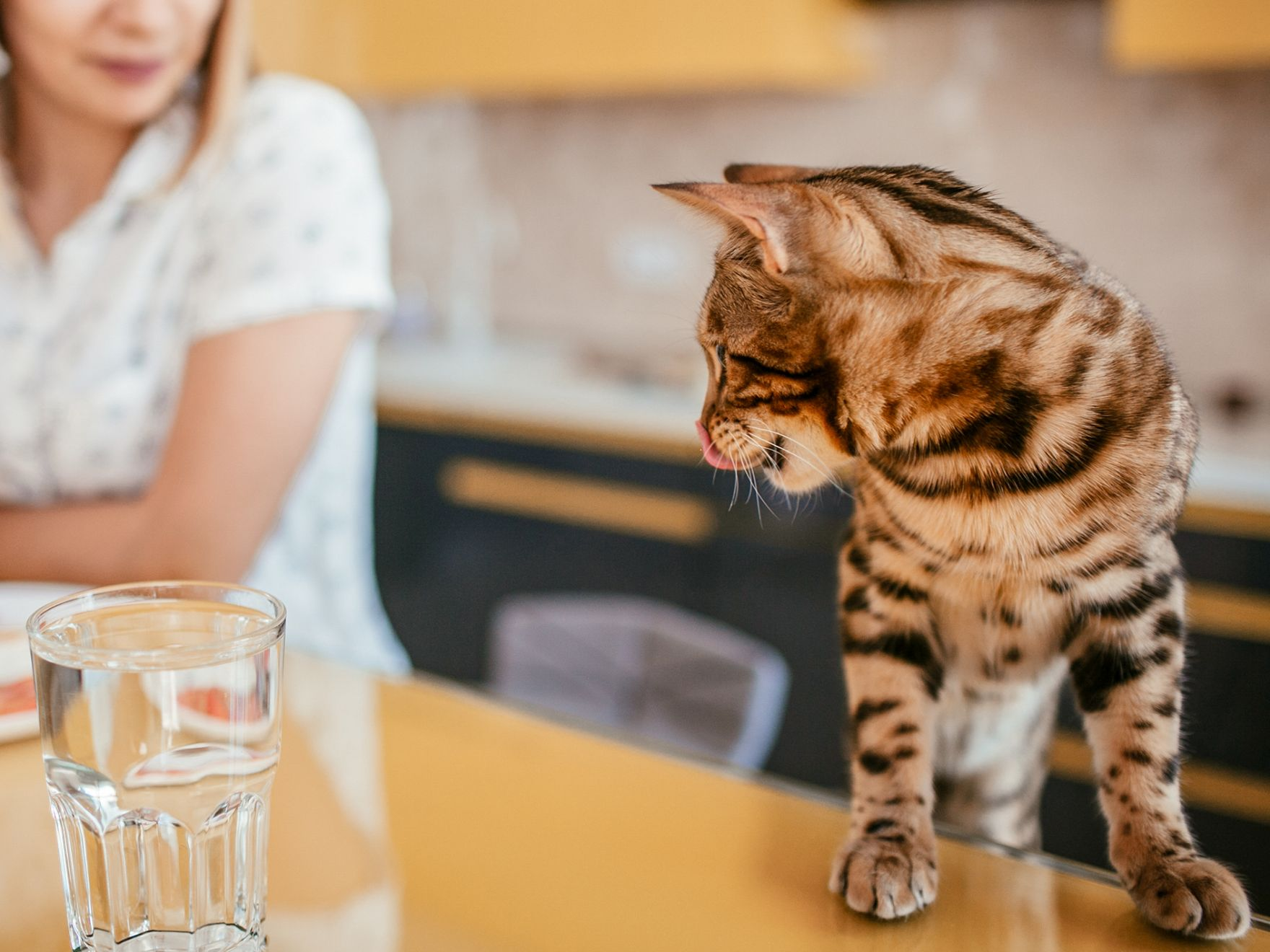 Eine erwachsene Katze steht auf einer Küchenarbeitsplatte