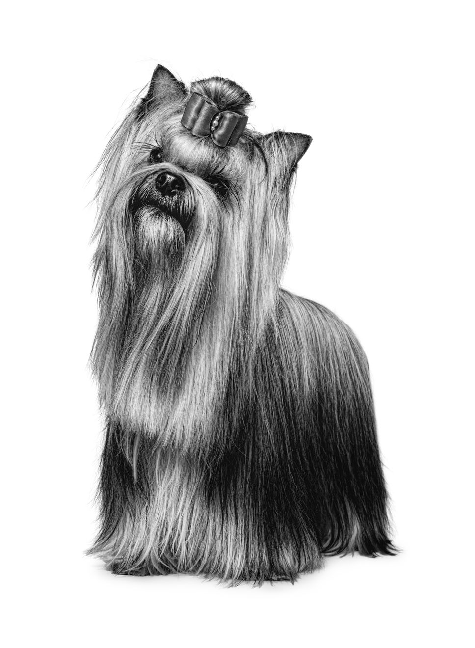 Yorkshire Terrier adulto, a preto e branco sobre um fundo branco