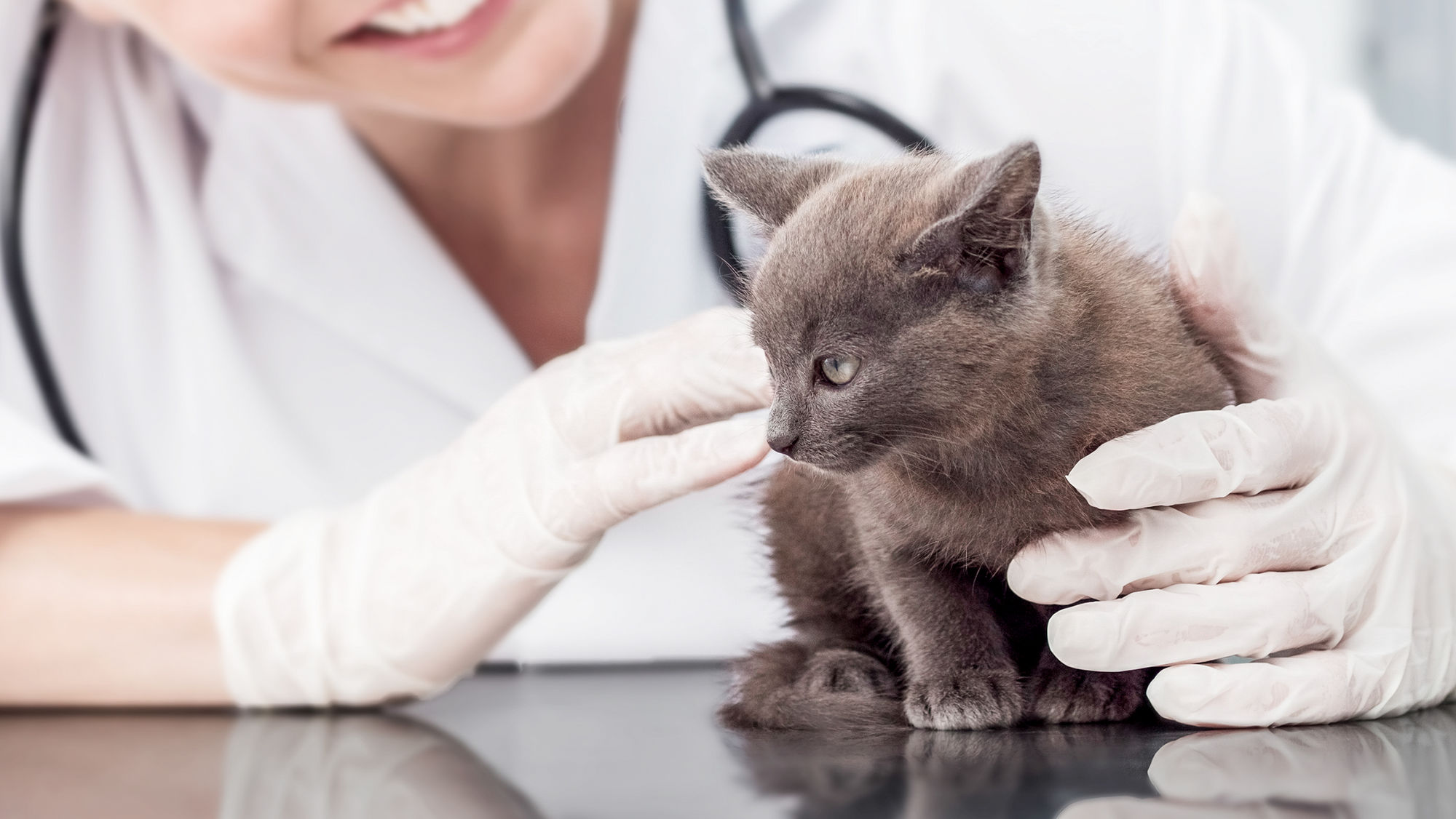 Jika Anda mengkhawatirkan kesehatan kucing Anda, konsultasikan dengan dokter hewan untuk mendapatkan saran profesional.