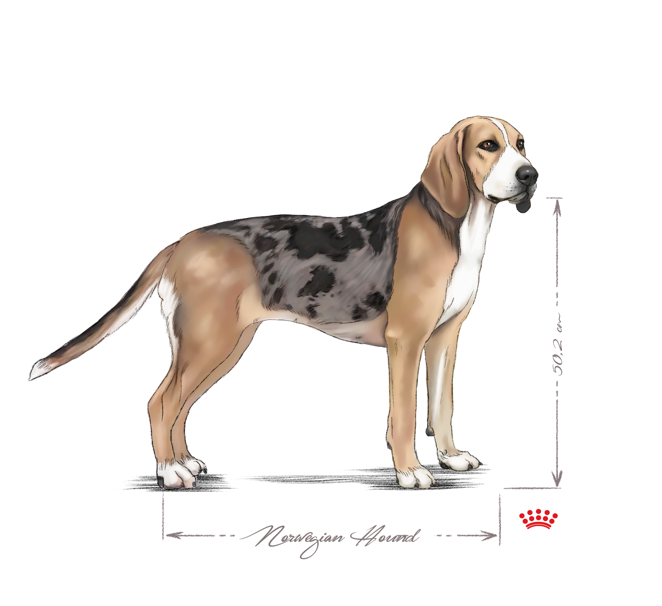 Norwegian Hound standing adult black and white