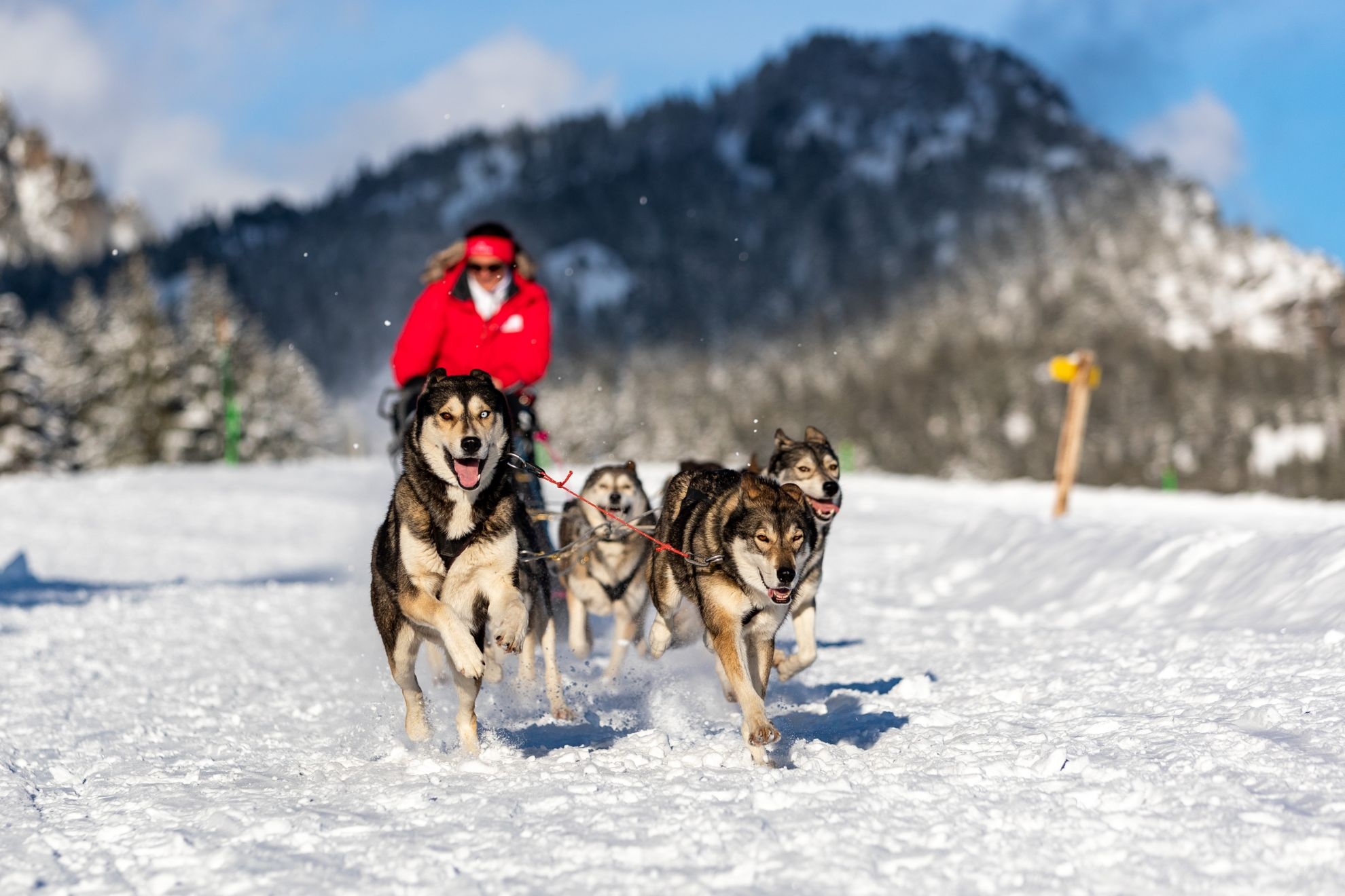 Royal Canin soutient la 7ème édition de la Lekkarod