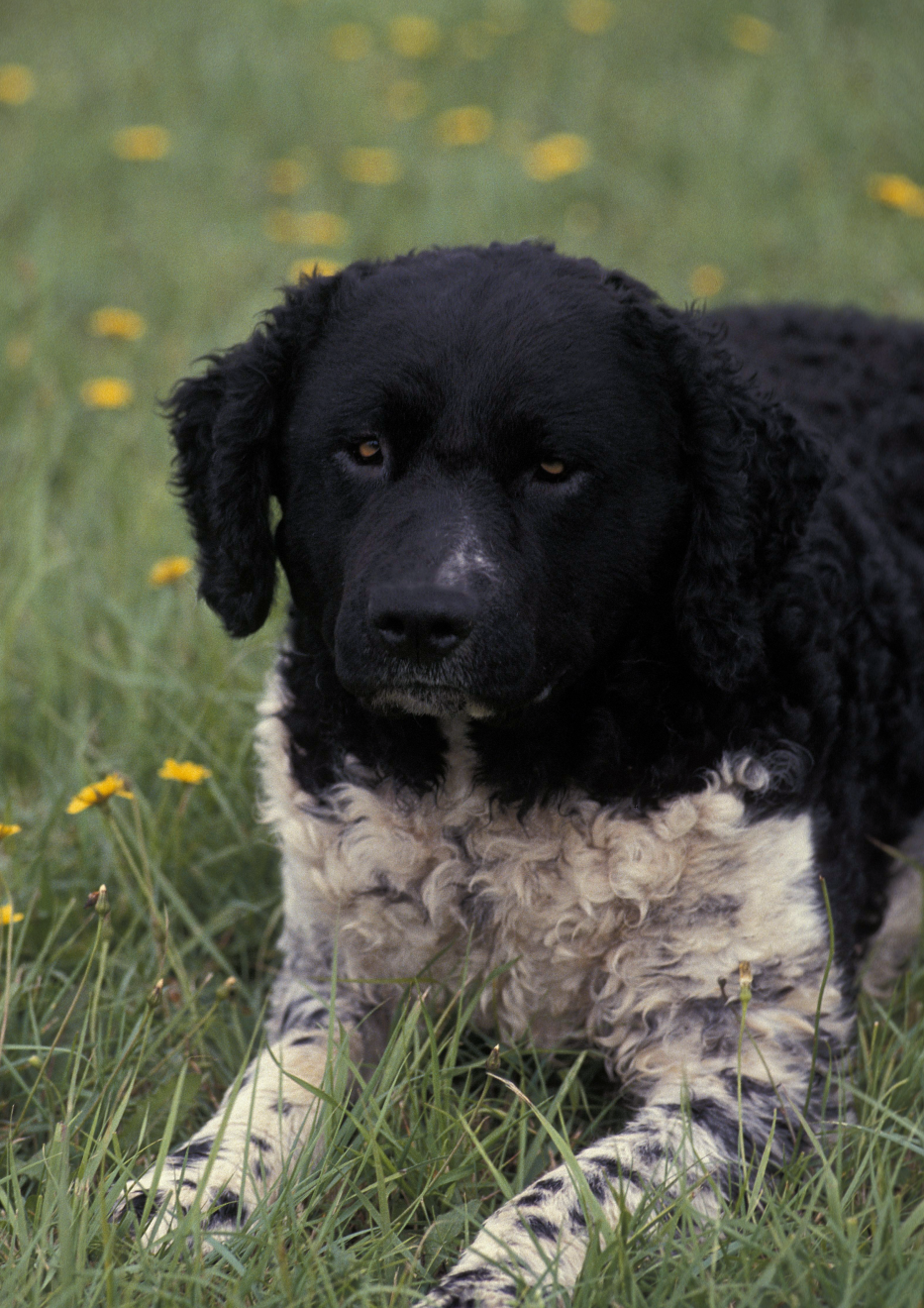 Frisian Water Dog laying in the grass