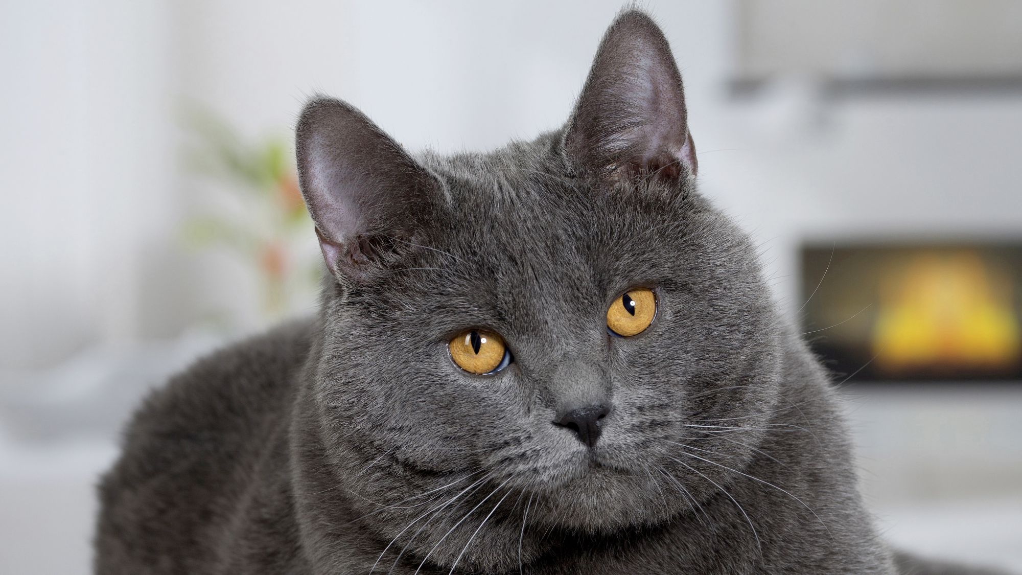 El gato Chartreux sentado en una sala de estar con una chimenea