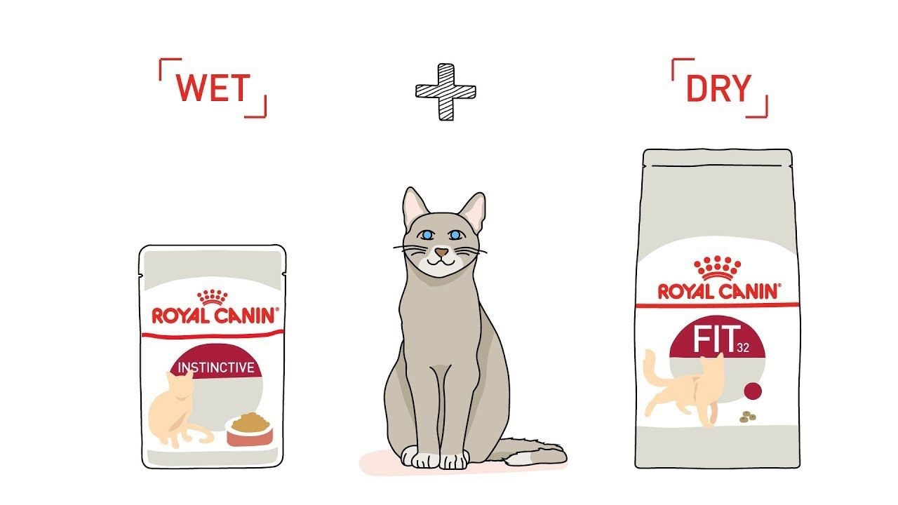 Feline wet range Royal Canin MY