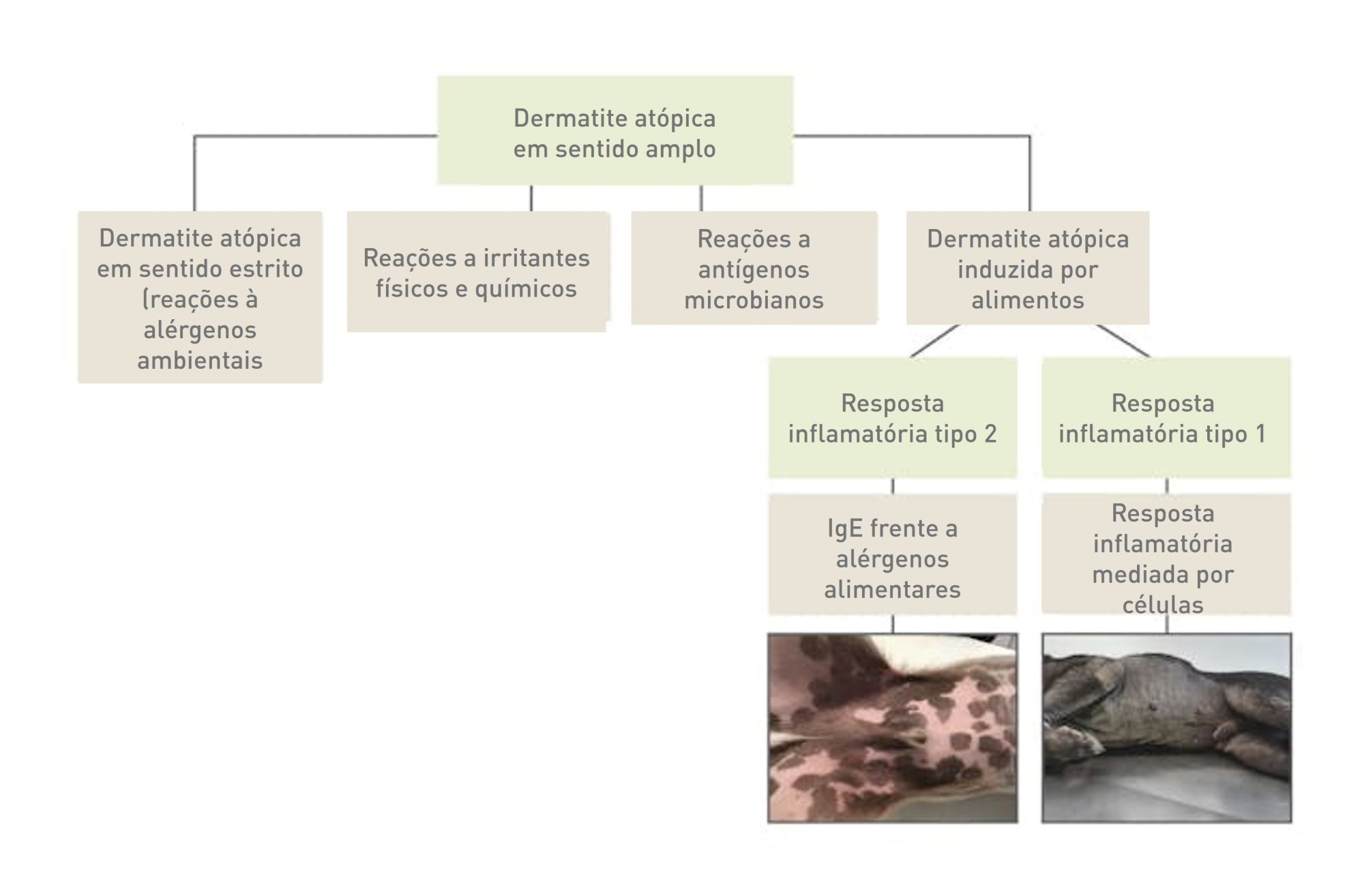 Algoritmo da síndrome de dermatite atópica em cães