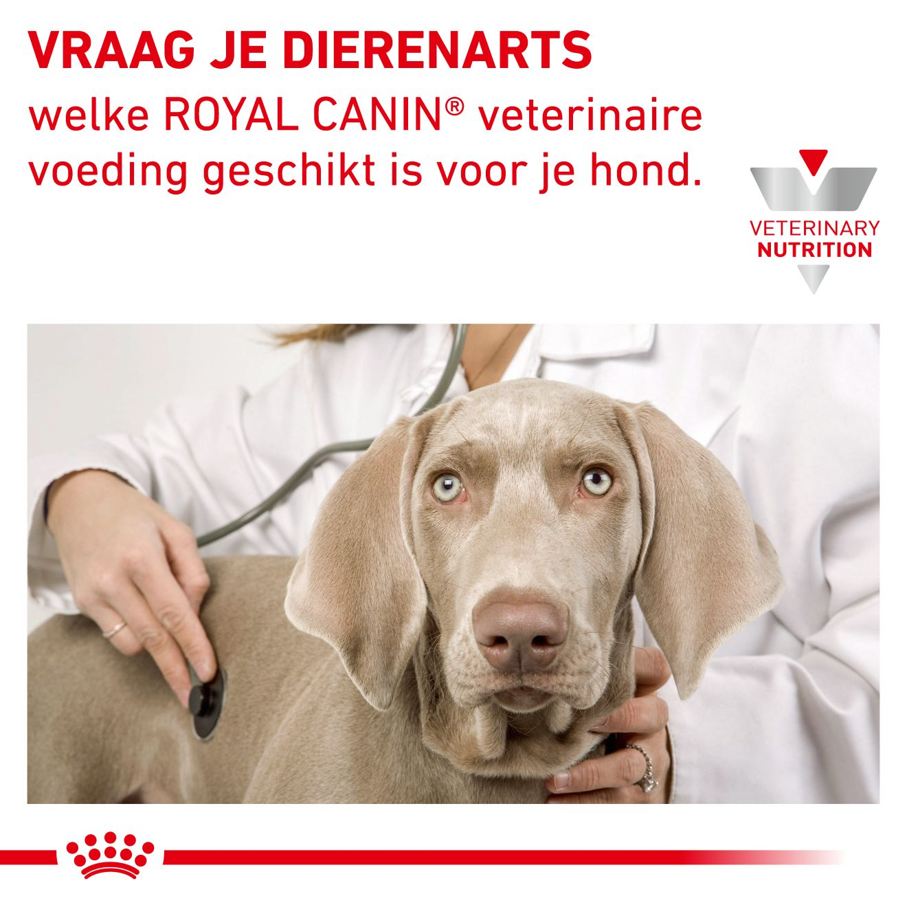 Anallergenic Small Dogs