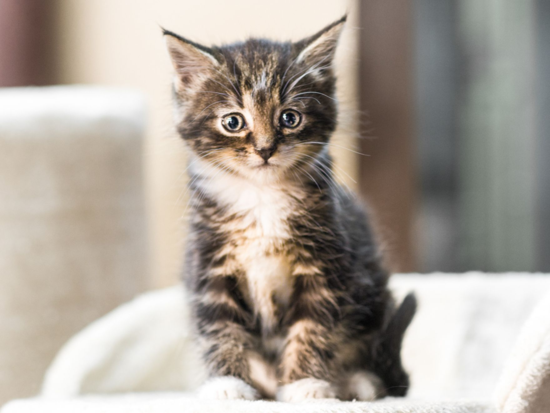 Kitten sitting down