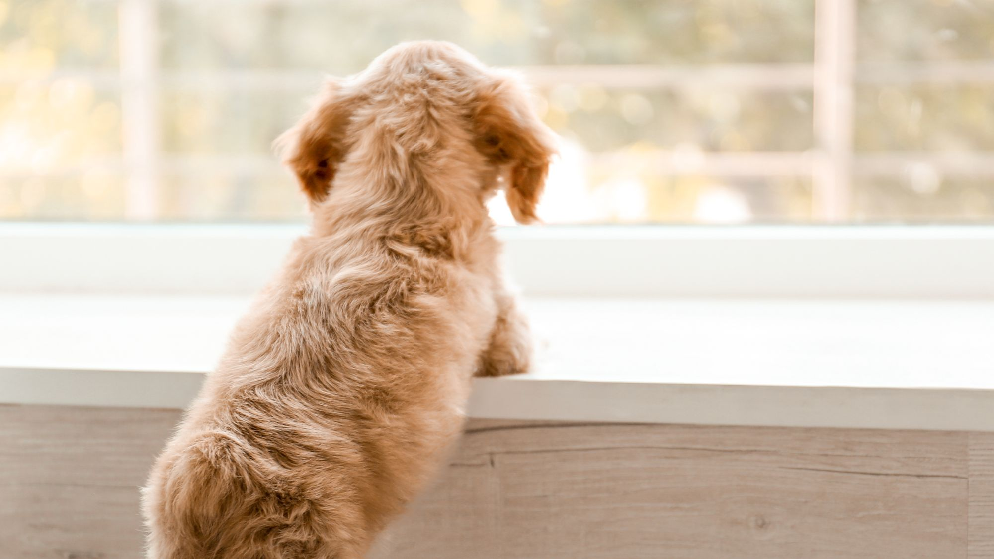 English Cocker Spaniel puppy stood indoors looking out of a window