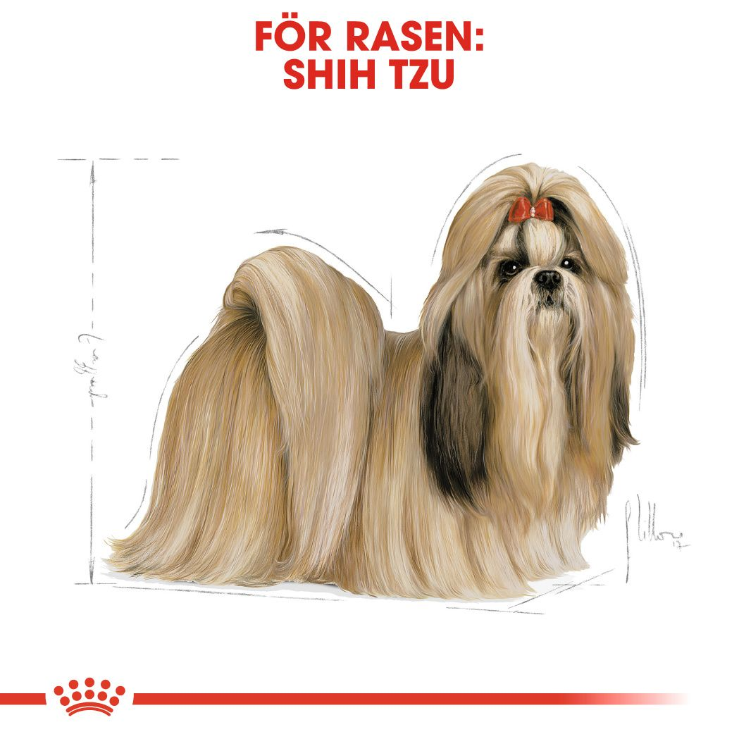 Shih Tzu Adult