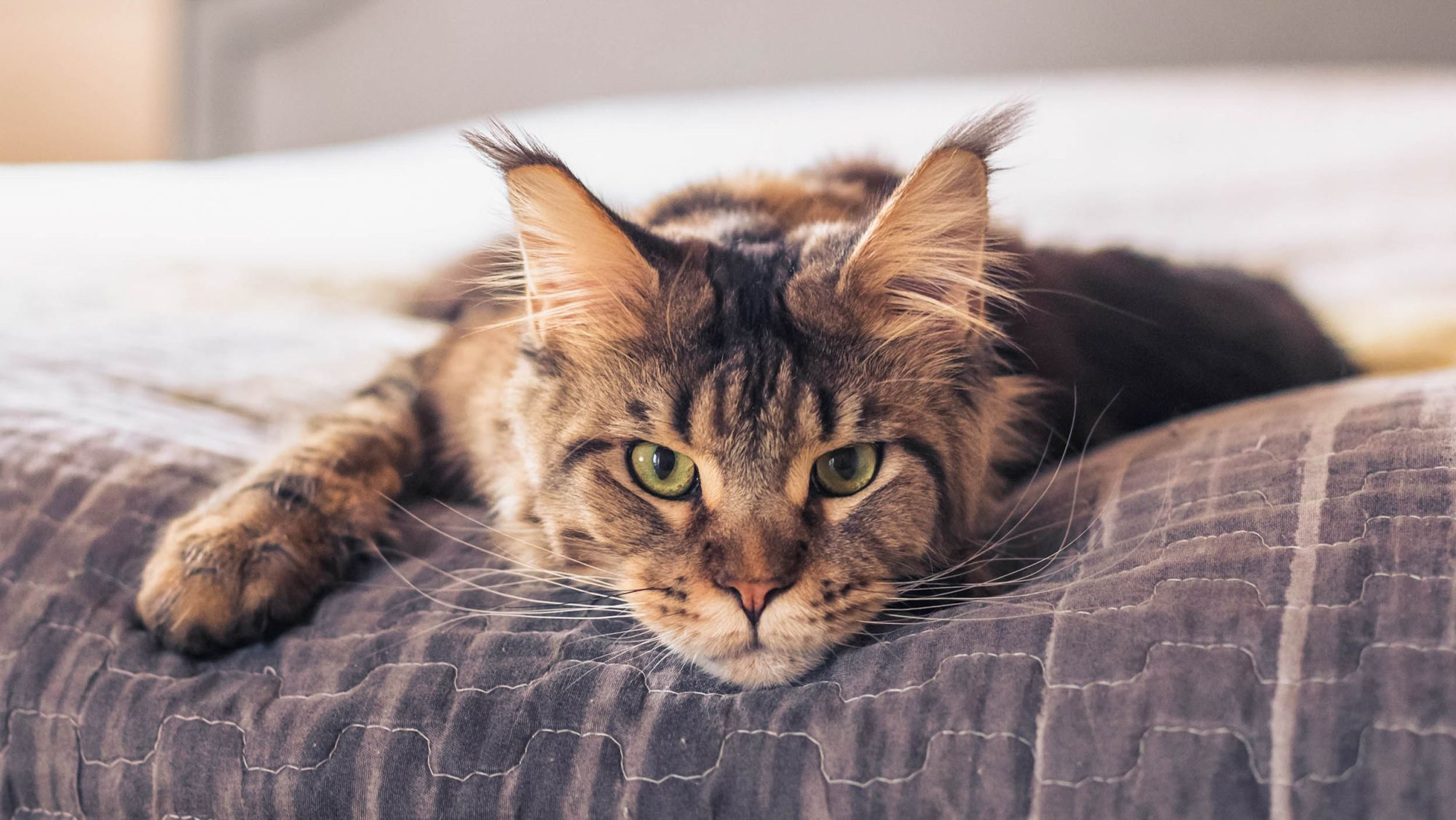 Chat couché sur un lit