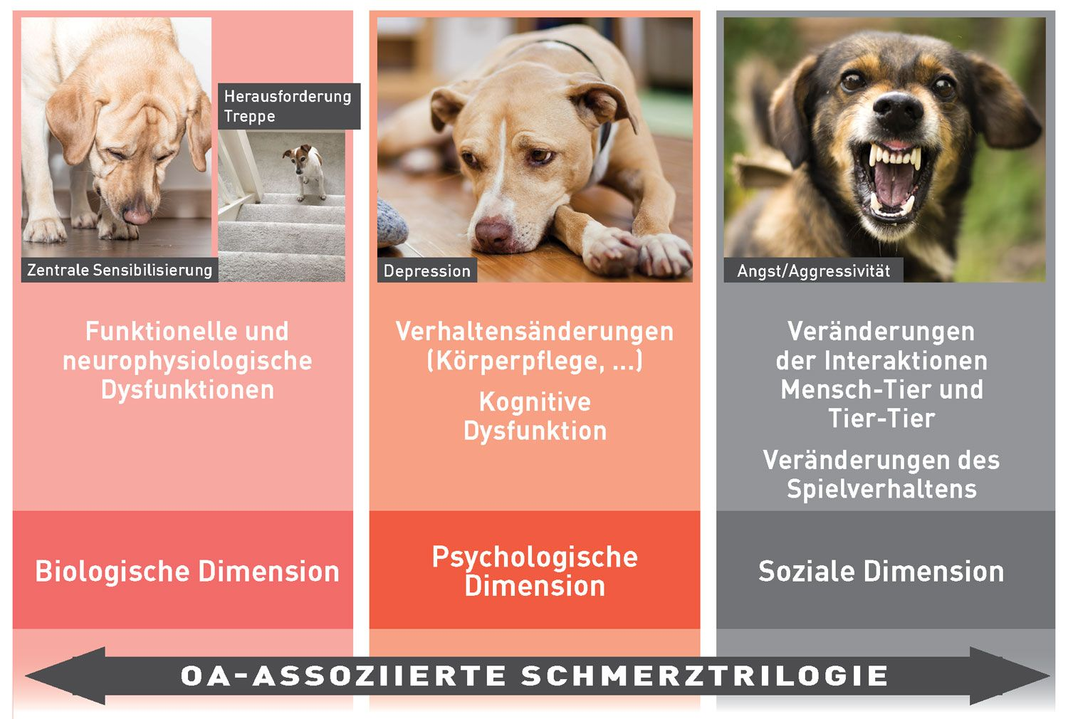 Drei Dimensionen des Schmerzes bei Osteoarthritis